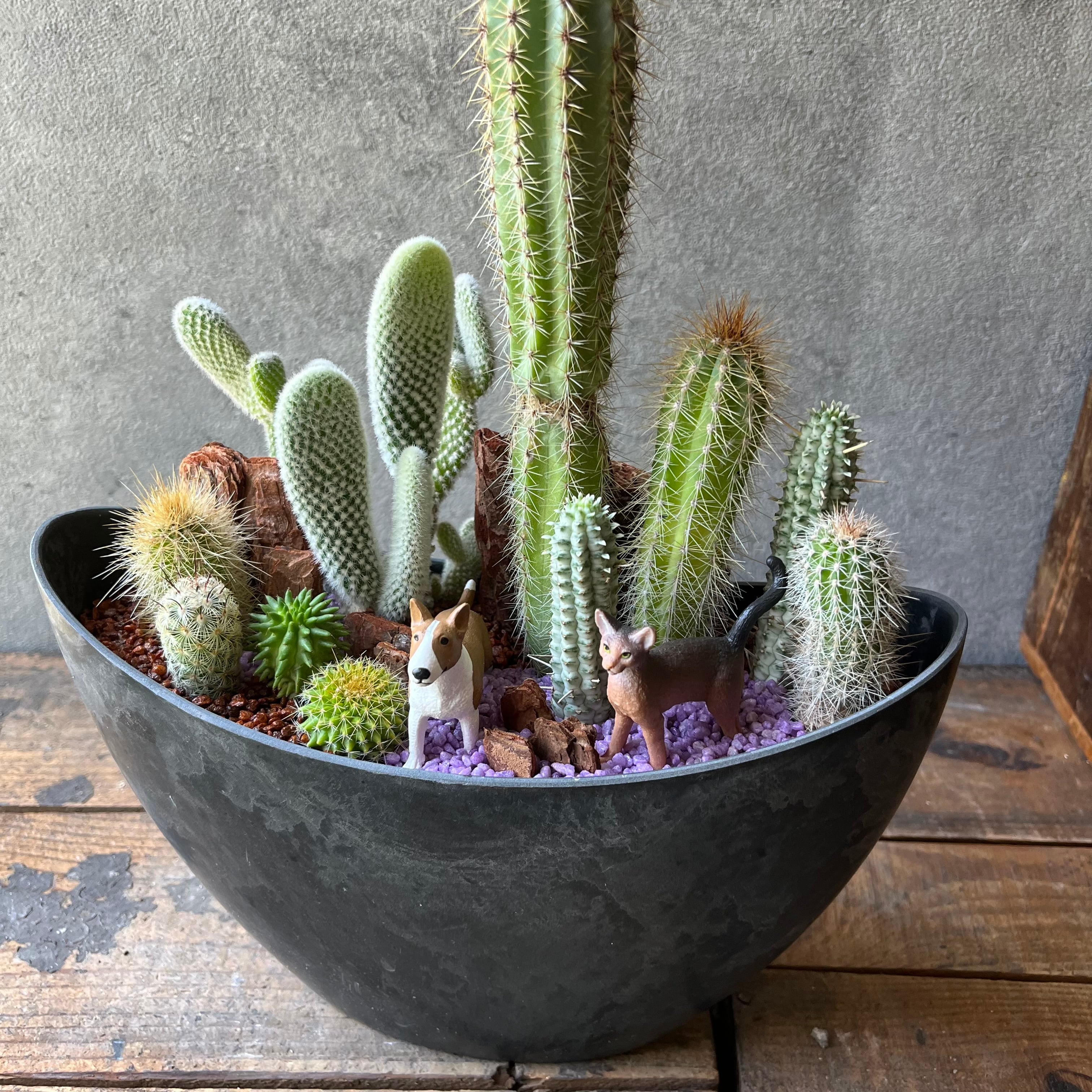 CHA.CHA | SABOTEN MISSILE