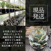 【クリアランス】フィカス ベンジャミン バロック【715】