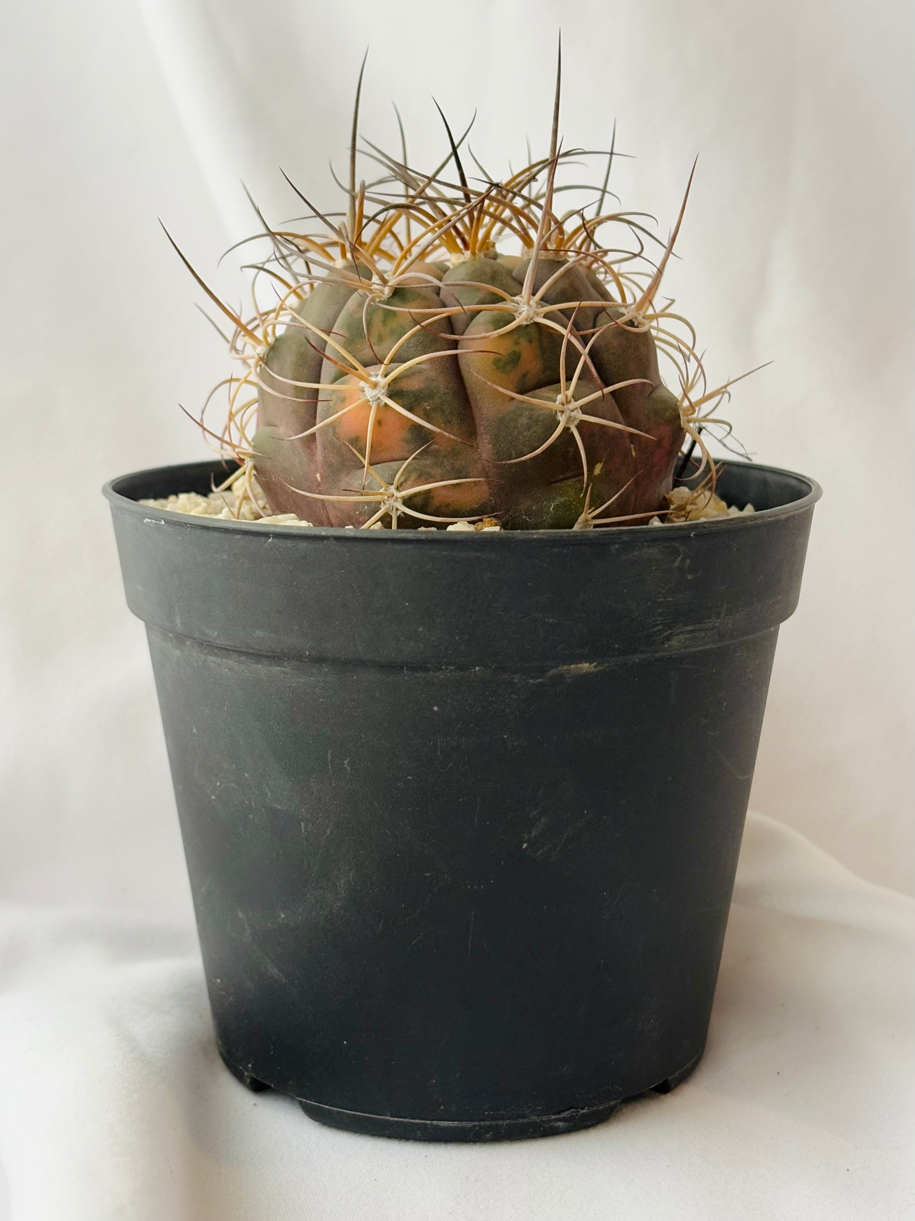 Gymnocalycium pflanzii v. albipulpa ギムノカリキウム 尾形丸錦