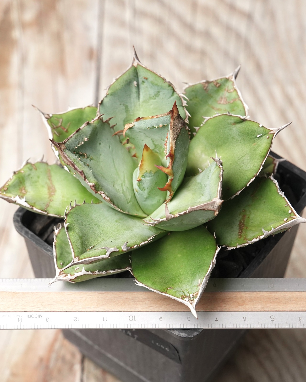 【PREMIUM】 抜き苗 アガベ チタノタ 鰐亀 親株 Agave 'Alligator Snapper'