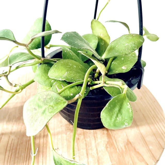 ホヤ ワイマニアエ｜丸葉が愛らしい一点もの 4号鉢｜calm cafeセレクト