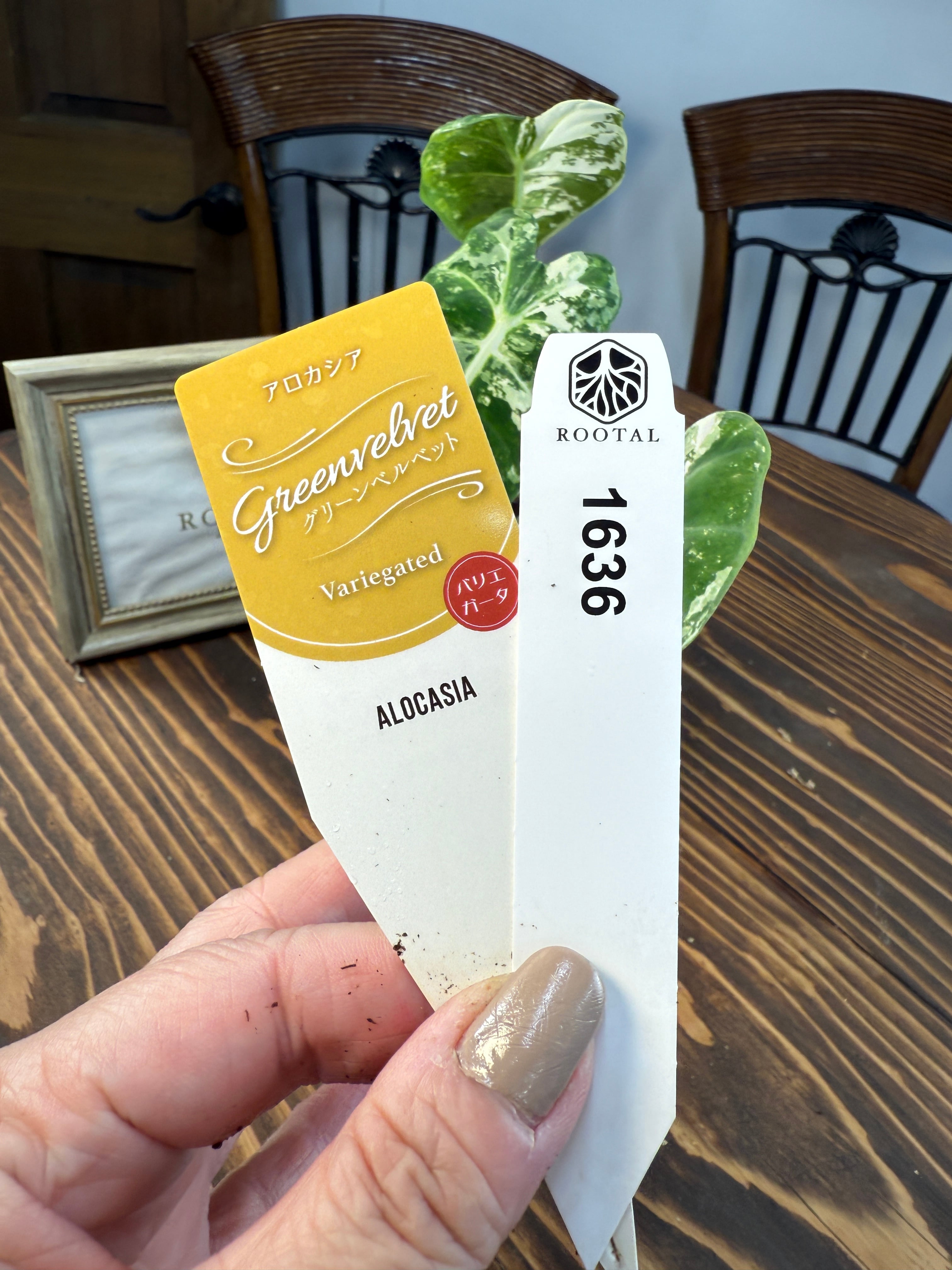 ★1636【超レア 極み】アロカシア グリーンベルベット バリエガータ(3.5号ポット)