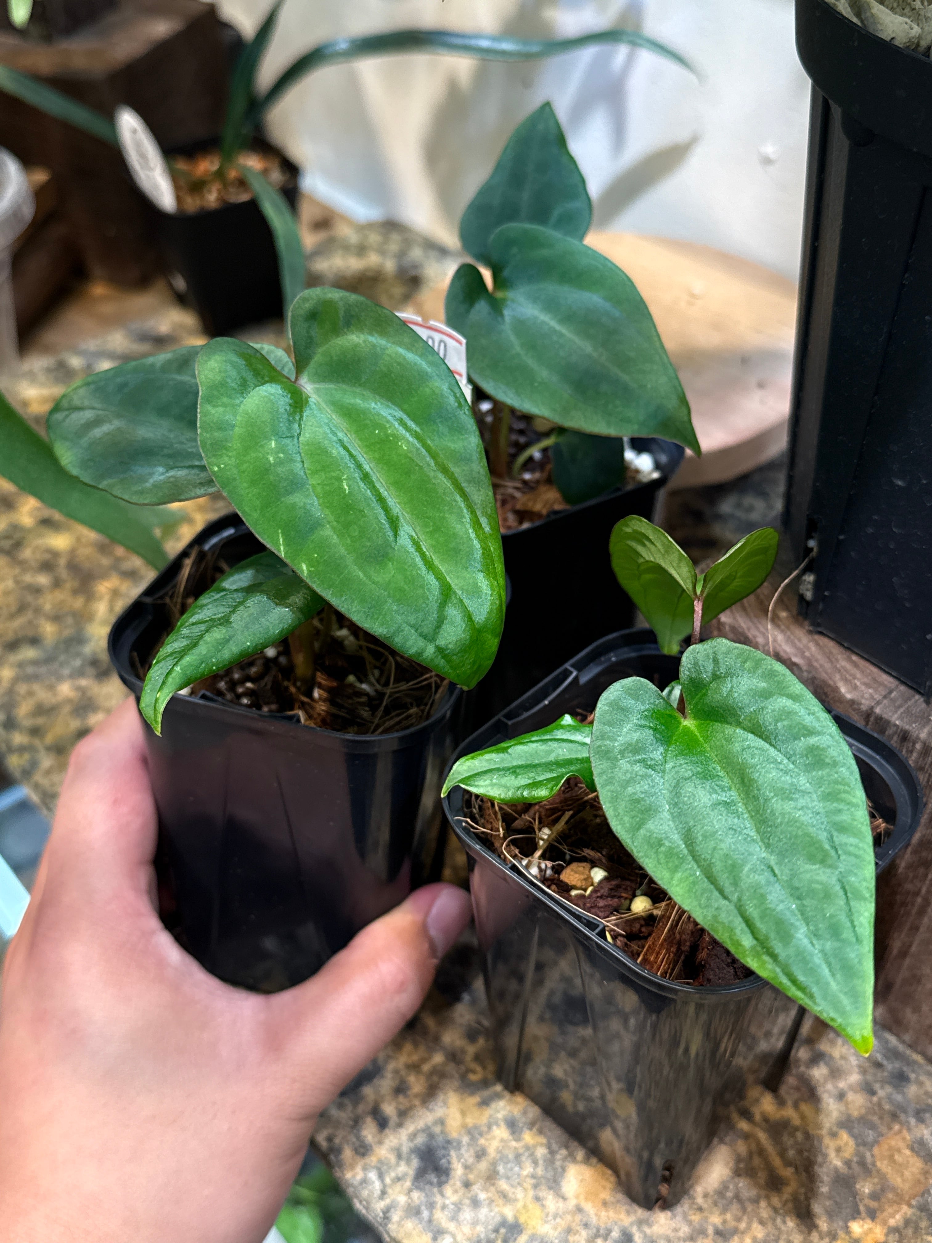 サンスベリア キルキー'クレオパトラ' | Gardenえん 【観葉熱帯植物】