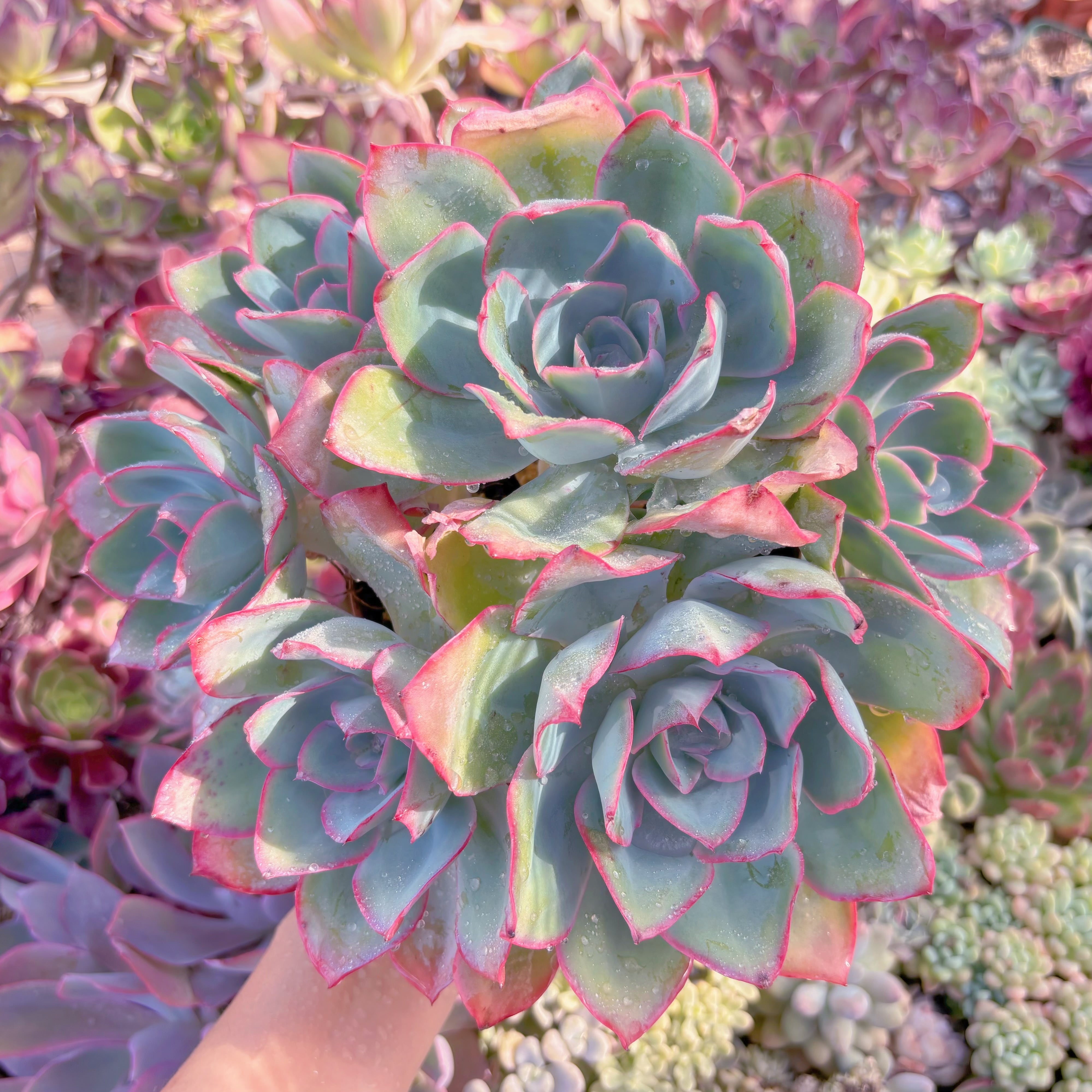 現品　ブルーライト#C30　特特大群生　るる農園