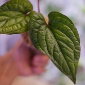 アンスリウム シリ / Anthurium Siri(A.radicans×A.dressieri)②