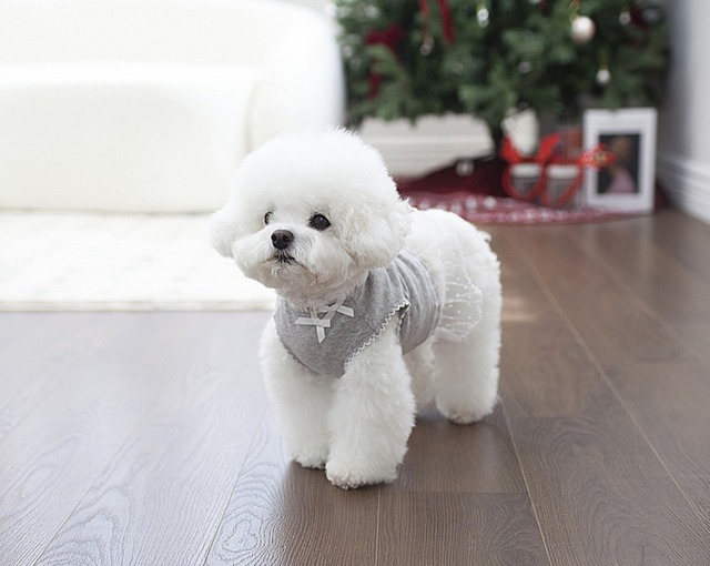 予約  【pecoramou select】 CluT-shirt