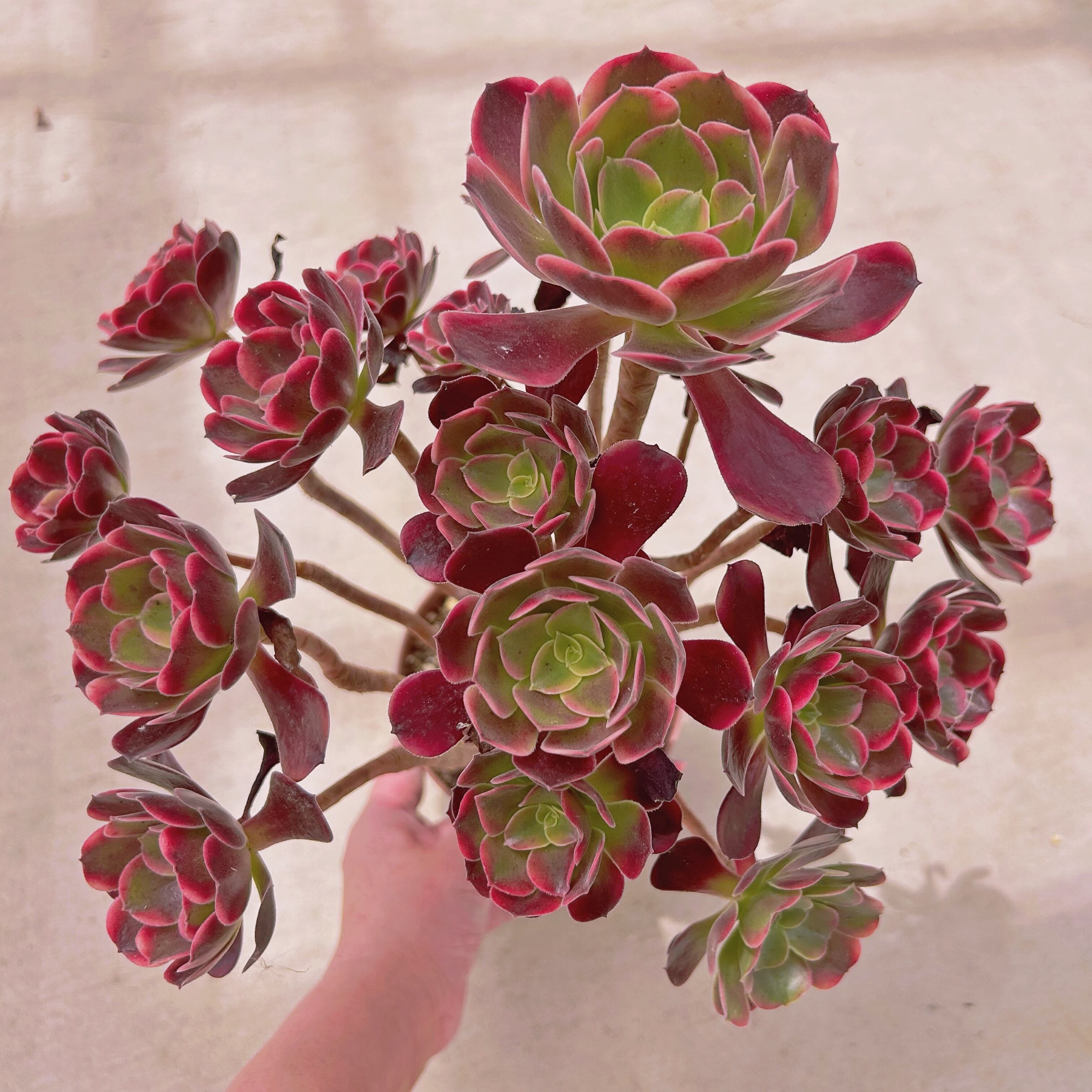 現物　多肉植物　カシミヤバイオレット錦　特大　抜き苗