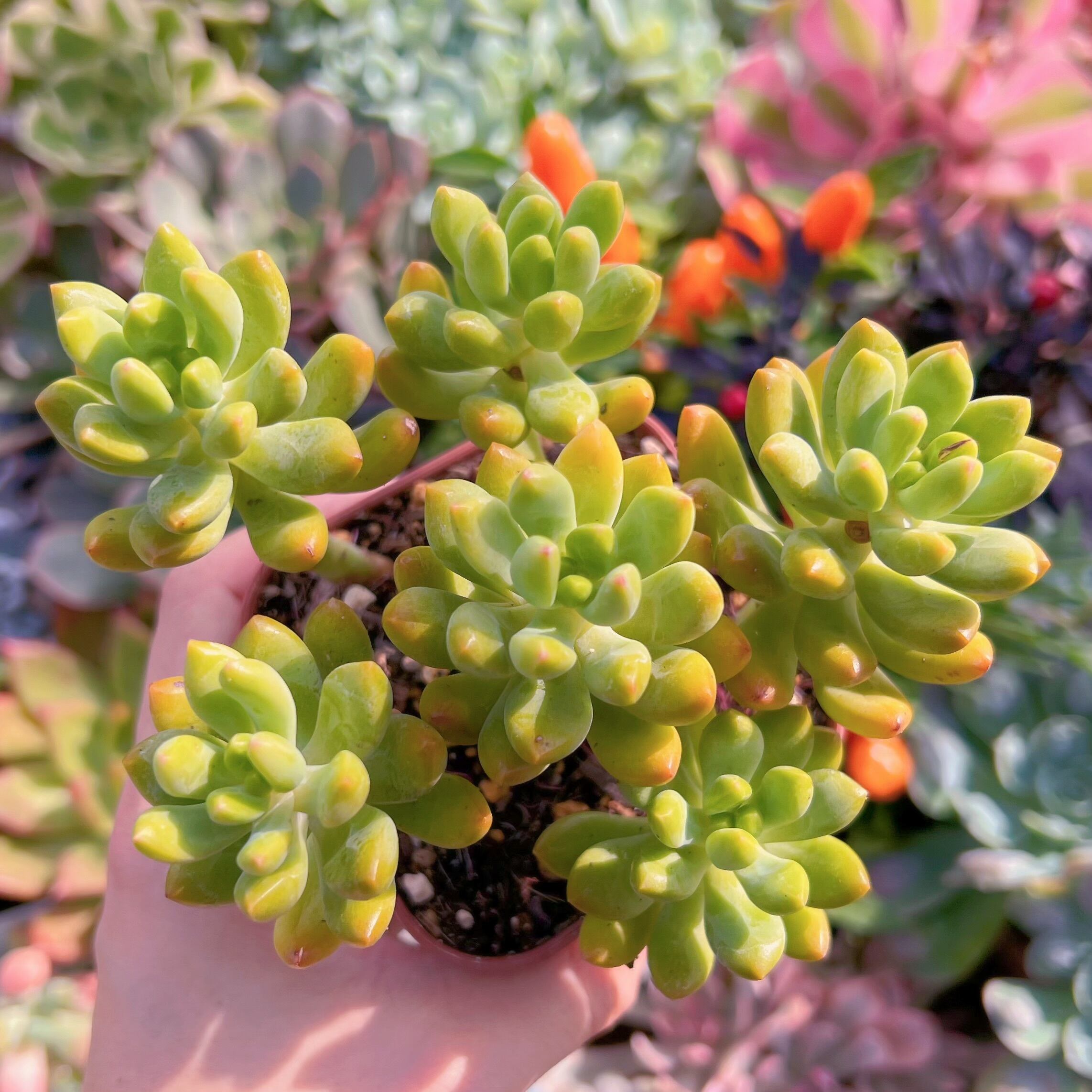 現物　春萌#707   古株大苗   るる農園