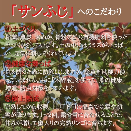 りんご屋さとう　送料無料　産地直送　福島　サンふじ　りんご　箱（約11～12個入り）　12月上旬～順次発送　農家のいちば　３kg　L