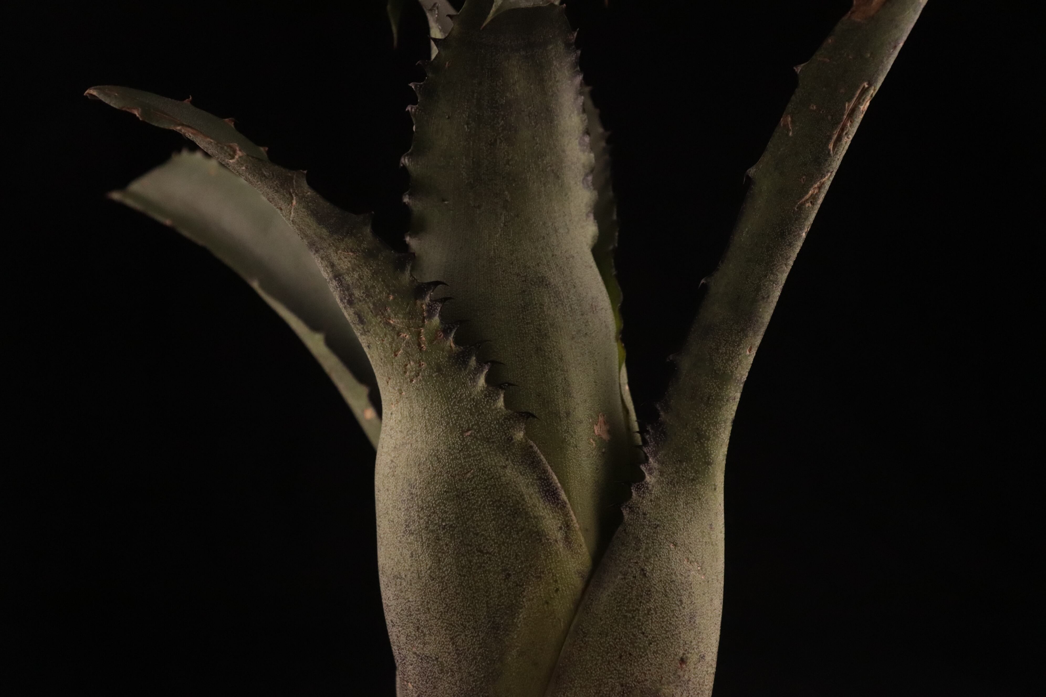 送料無料】Hohenbergia sp. EB#2023〔ホヘンベルギア〕現品発送H0108