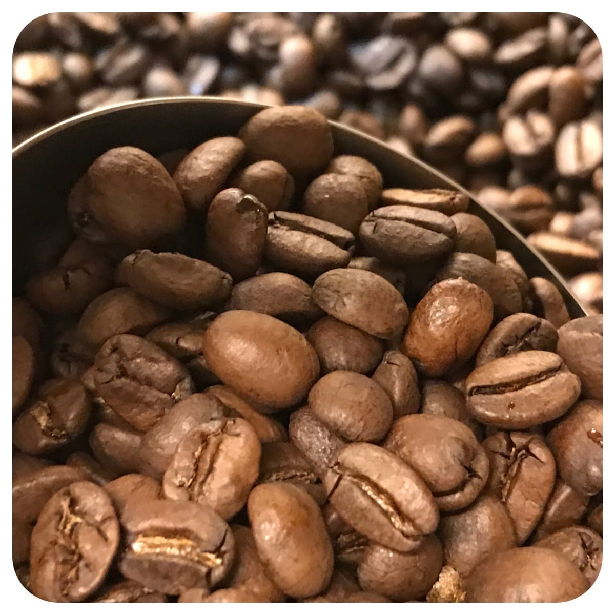 自家焙煎珈琲⭐︎珈琲豆　トラジャ トラジャコーヒー - Kopi Nusantara