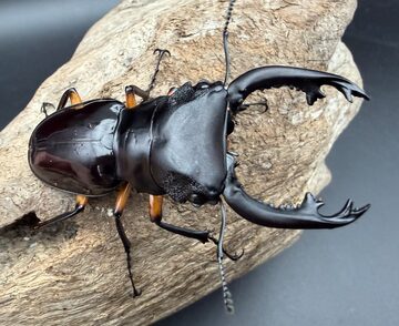 Scolopendra paradoxa | Pay ID