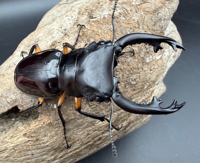 【WD】《インペリアリスツヤ亜種komorii トゥルスマリア産 64.5mm ペア》