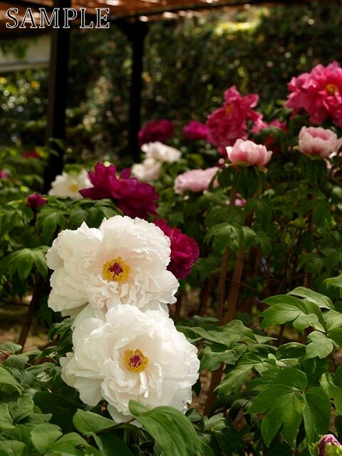 乙訓寺　牡丹　TIFF