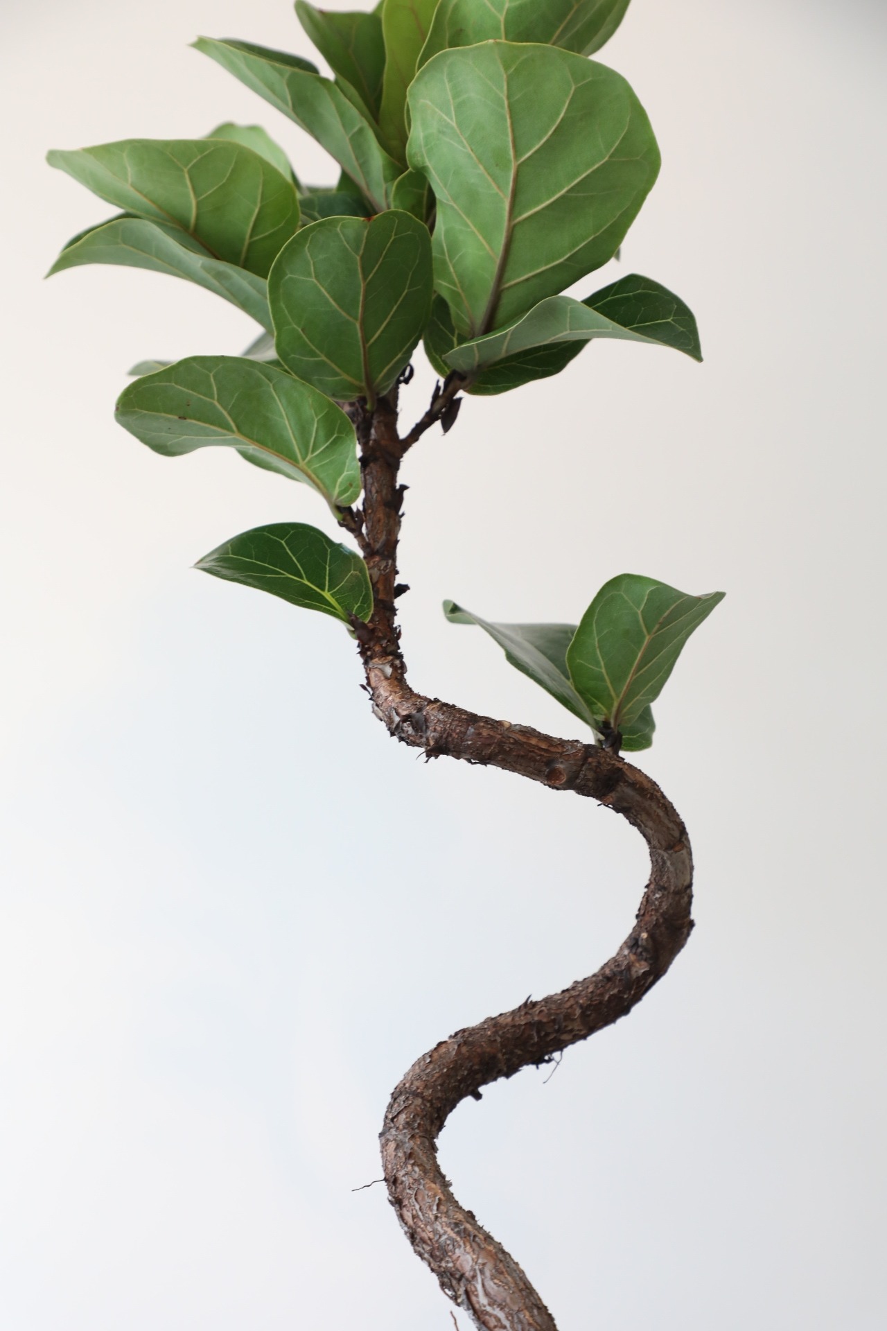 フィカス バンビーノ/Ficus Lyrata Bambino ※鉢カバー別売り