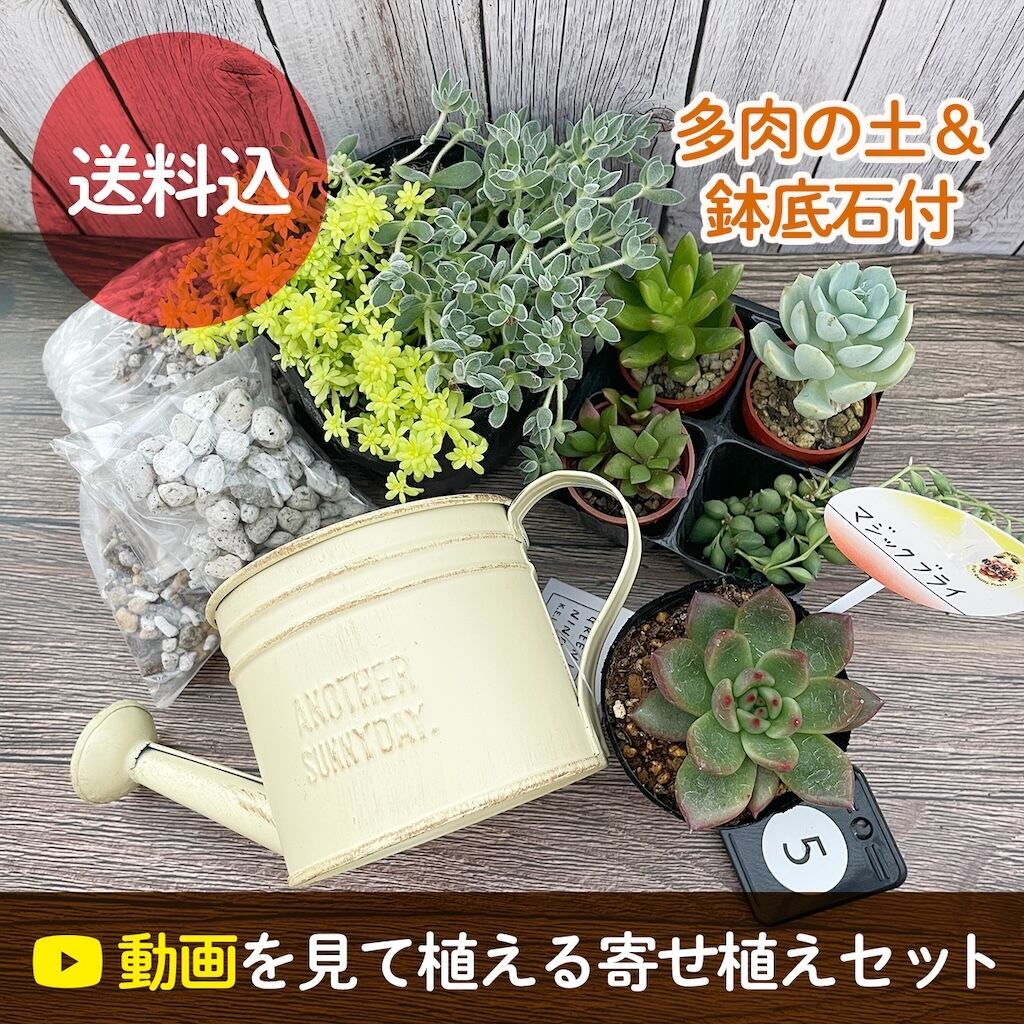 寄せ植えキット・セット商品 | アトリエnana 多肉植物専門店