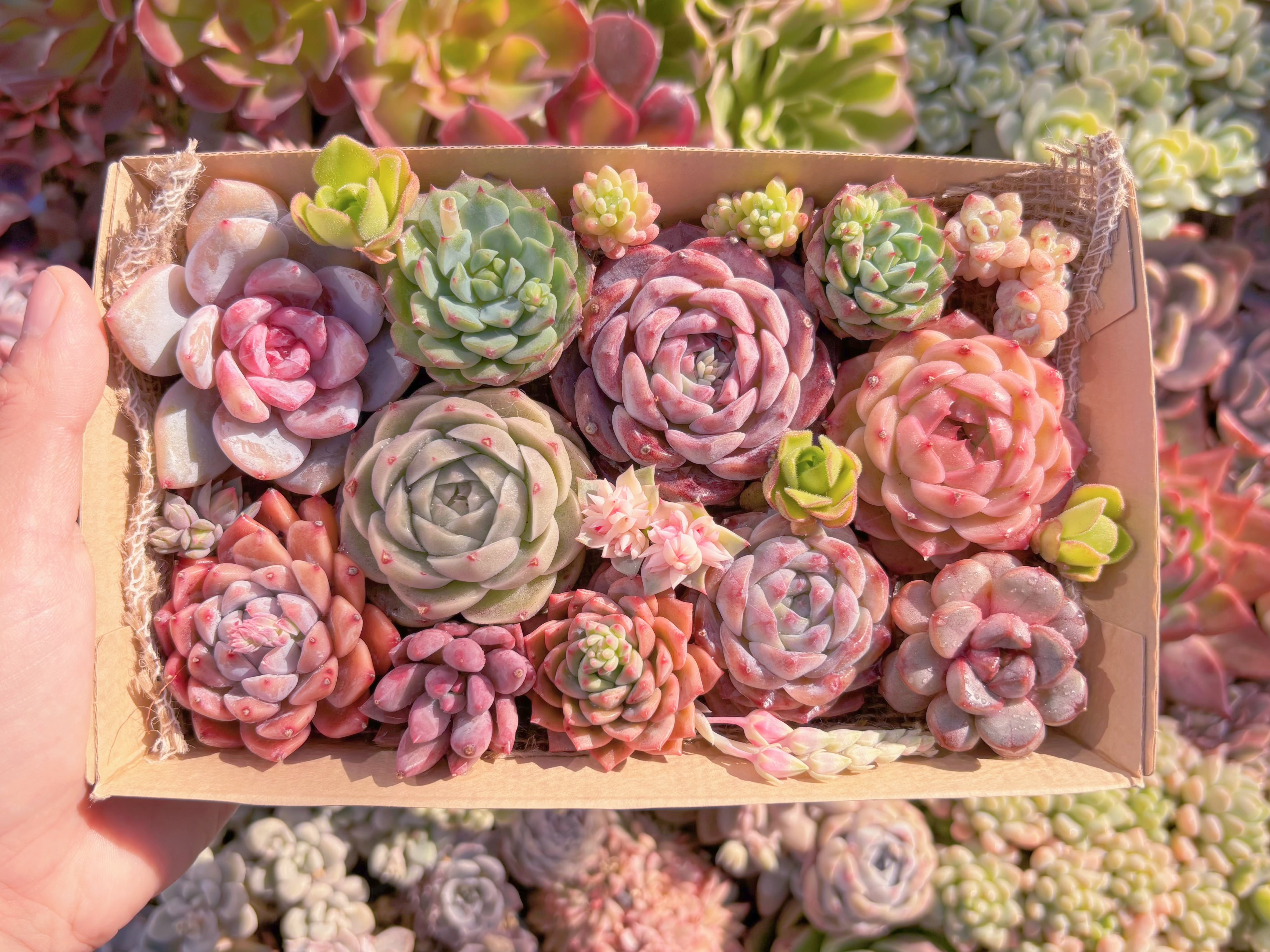 現品　寄せ植えセット#837　12cmx20cm　るる農園