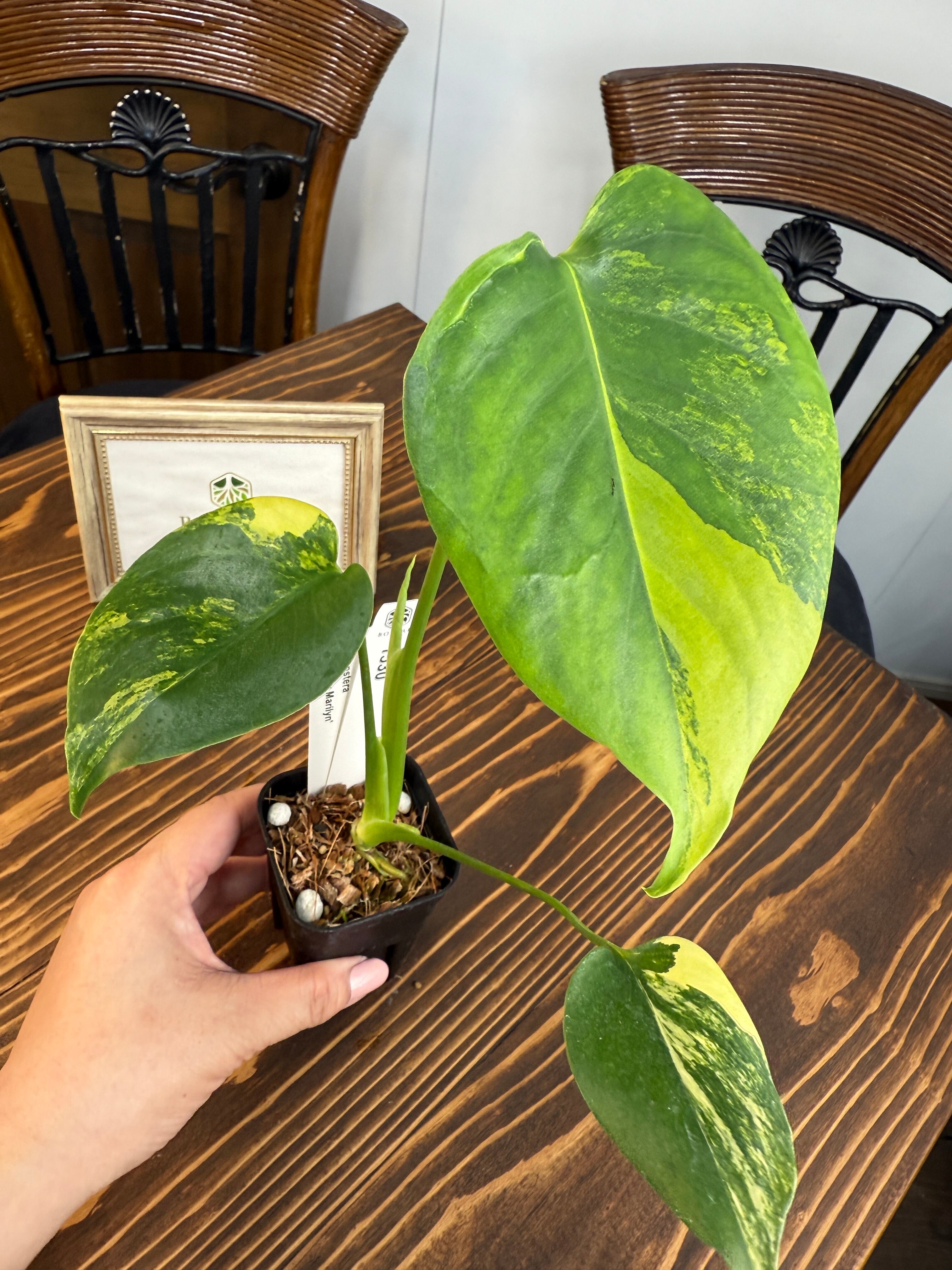 ☆1530【輝かしい斑・美株】モンステラ デリシオーサイエロー