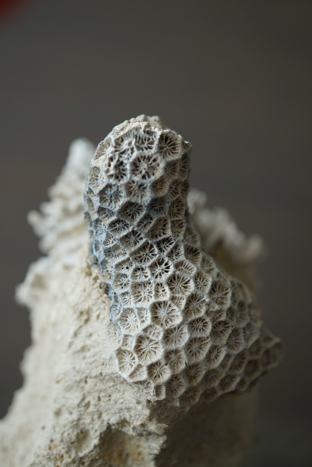 フランス産巻貝/サンゴ化石 Gastropod Fossil 1447