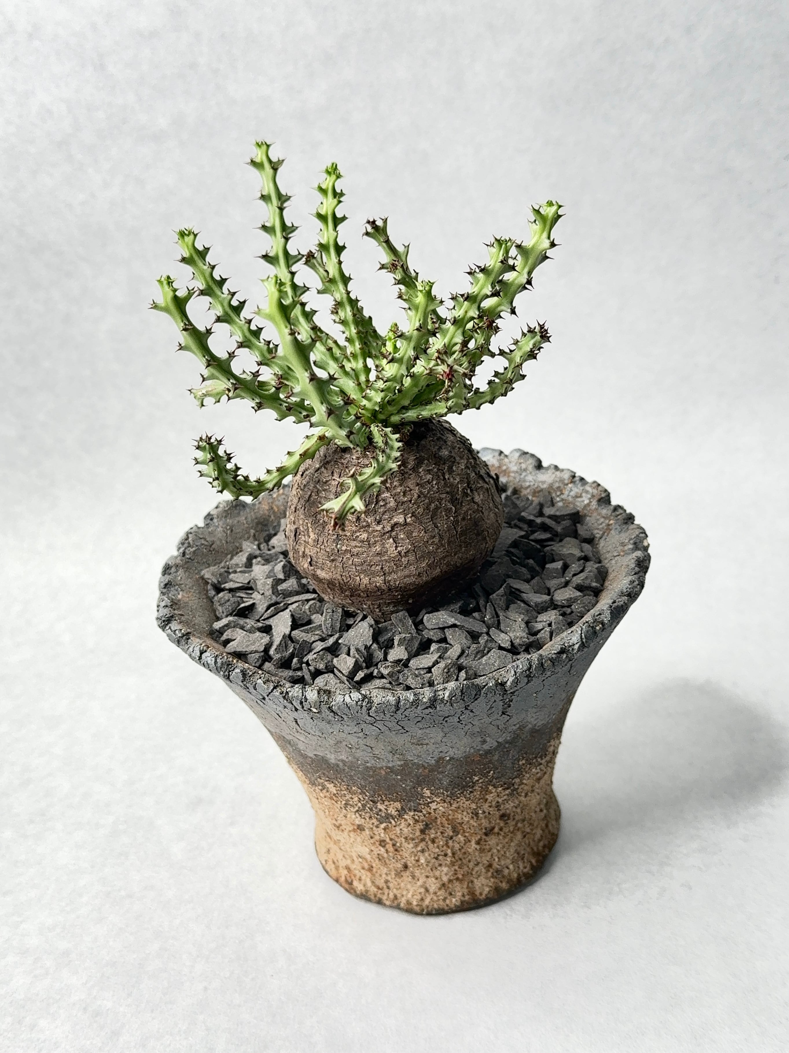 ユーフォルビア ファンシャウェイ 発根済み Euphorbia fanshawei