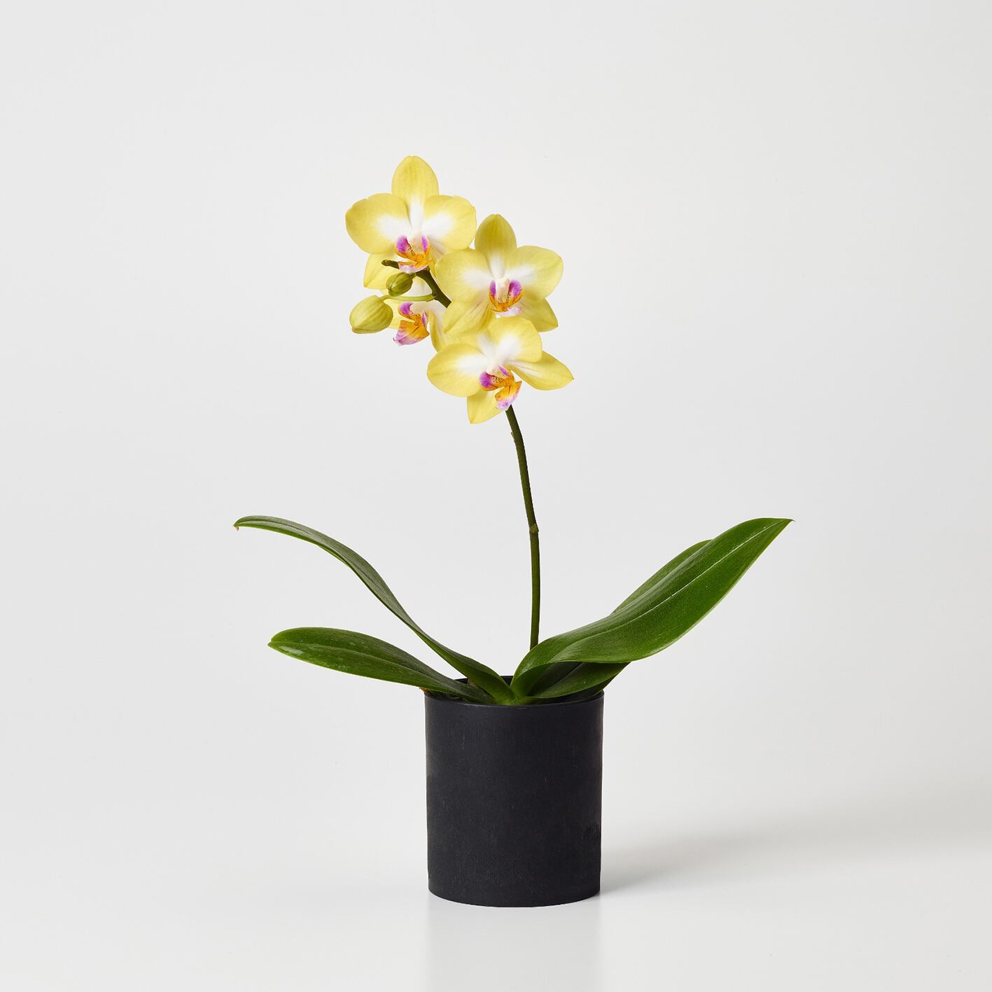 胡蝶蘭 ミディ1本立ち L 送料込 | Lulu Flower 大阪の花屋｜スタンド花