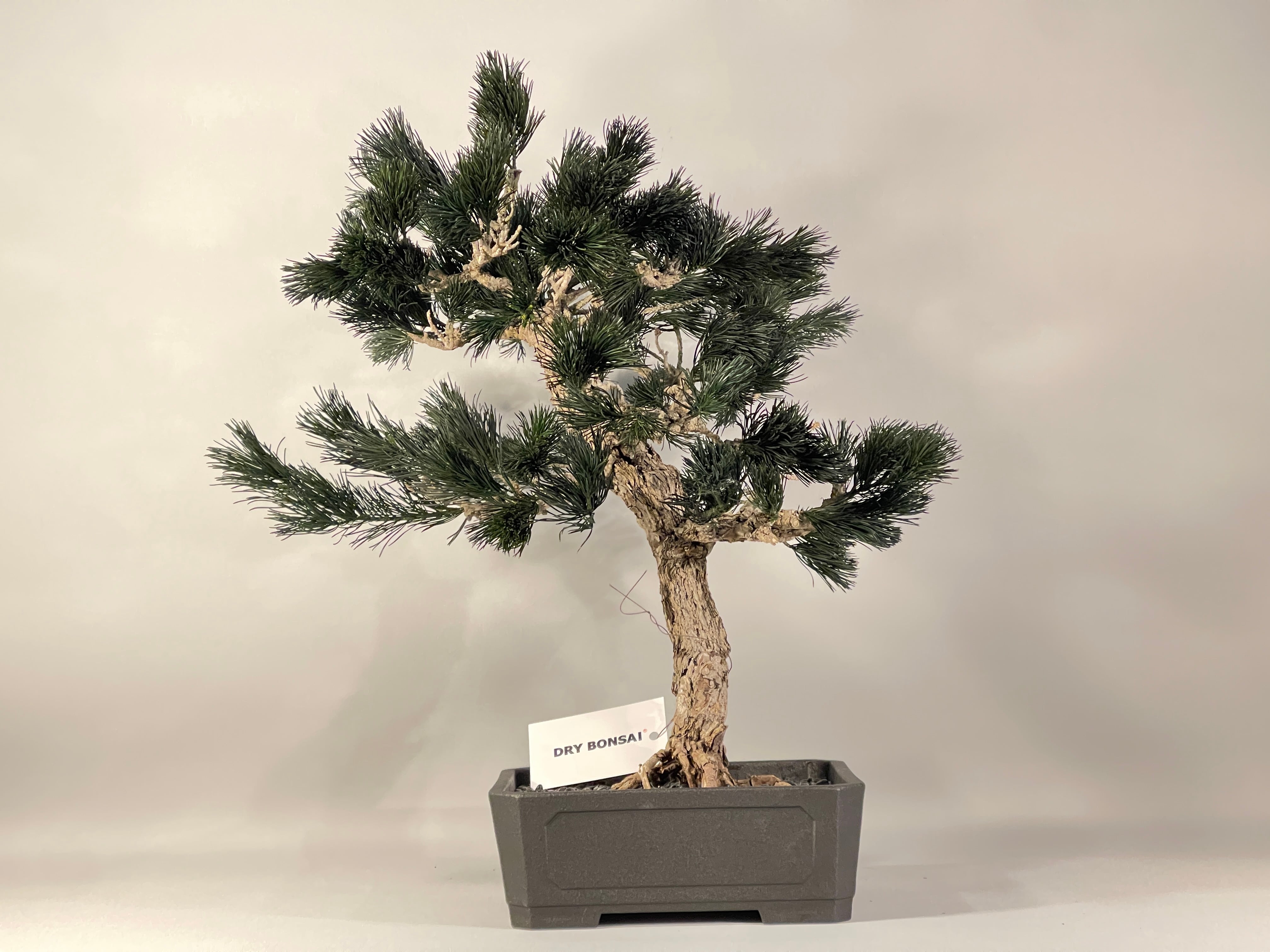 ALL ITEM | DRY BONSAI TOKYO Online store
