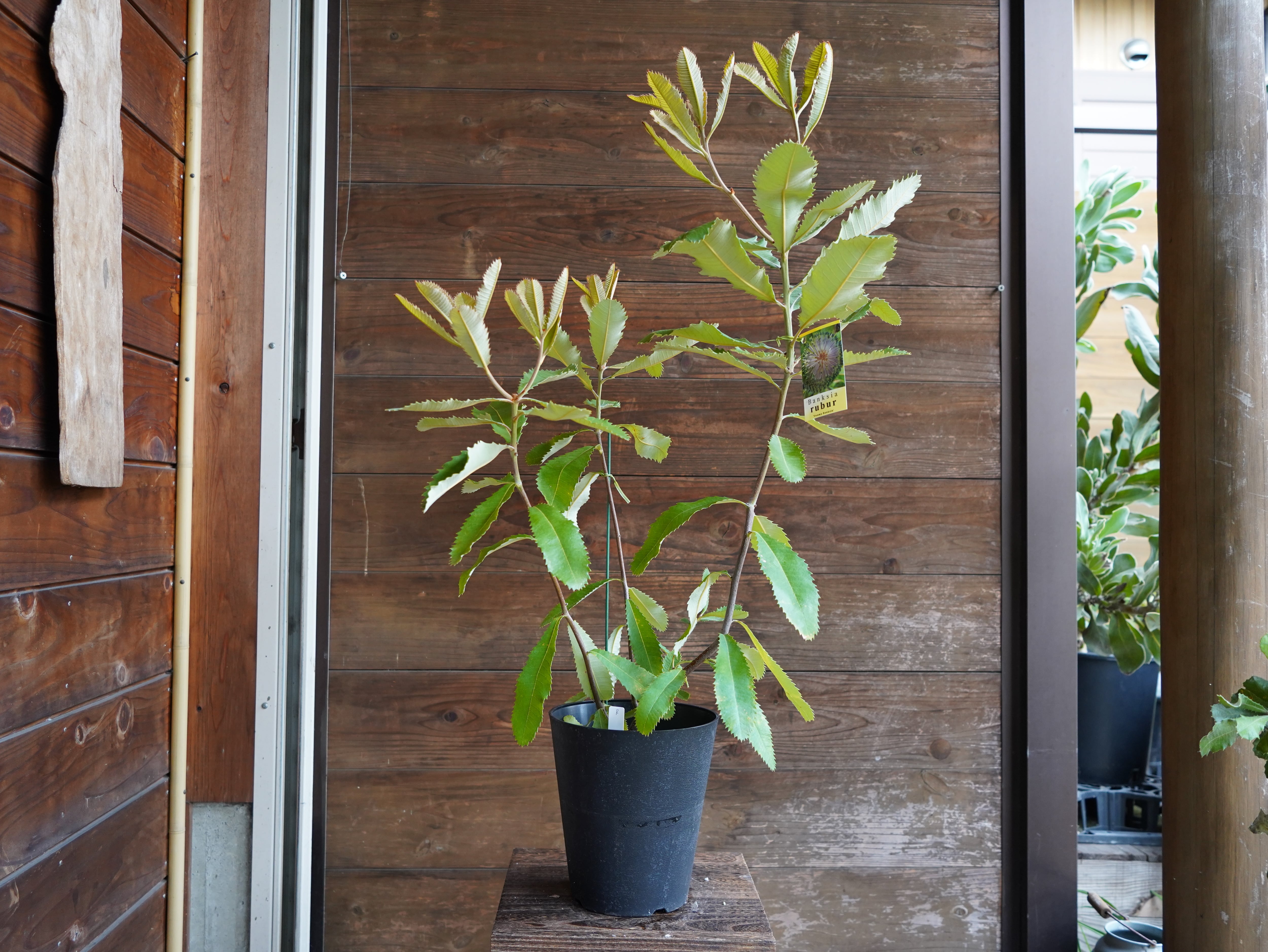 【現物】バンクシア　”ロブル”（スワンプバンクシア）　B