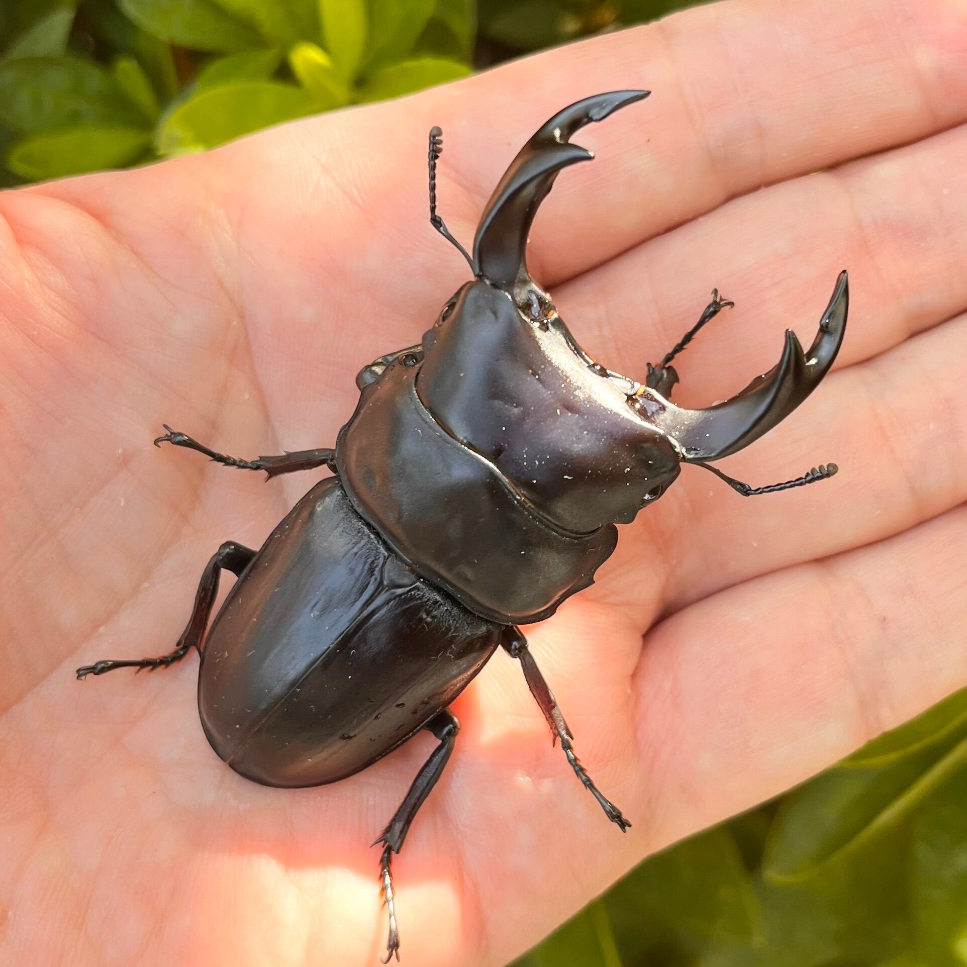 山梨県韮崎市穂坂町産オオクワガタ♀単品F1個体48mm #6440 | Dorcus