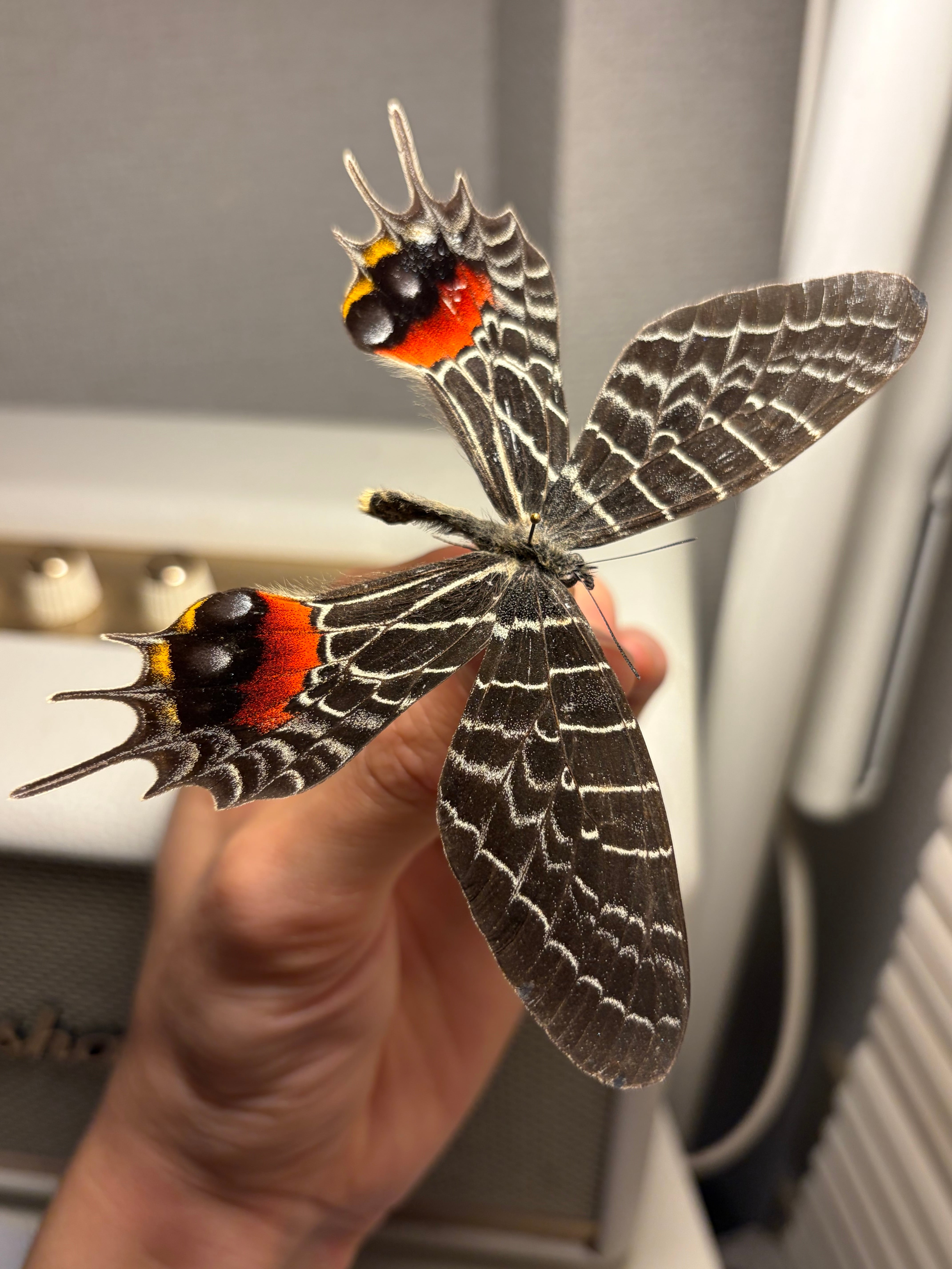 極BIG】シボリアゲハ モルフォ蝶 蛾ピカソモスモルフォチョウMorpho