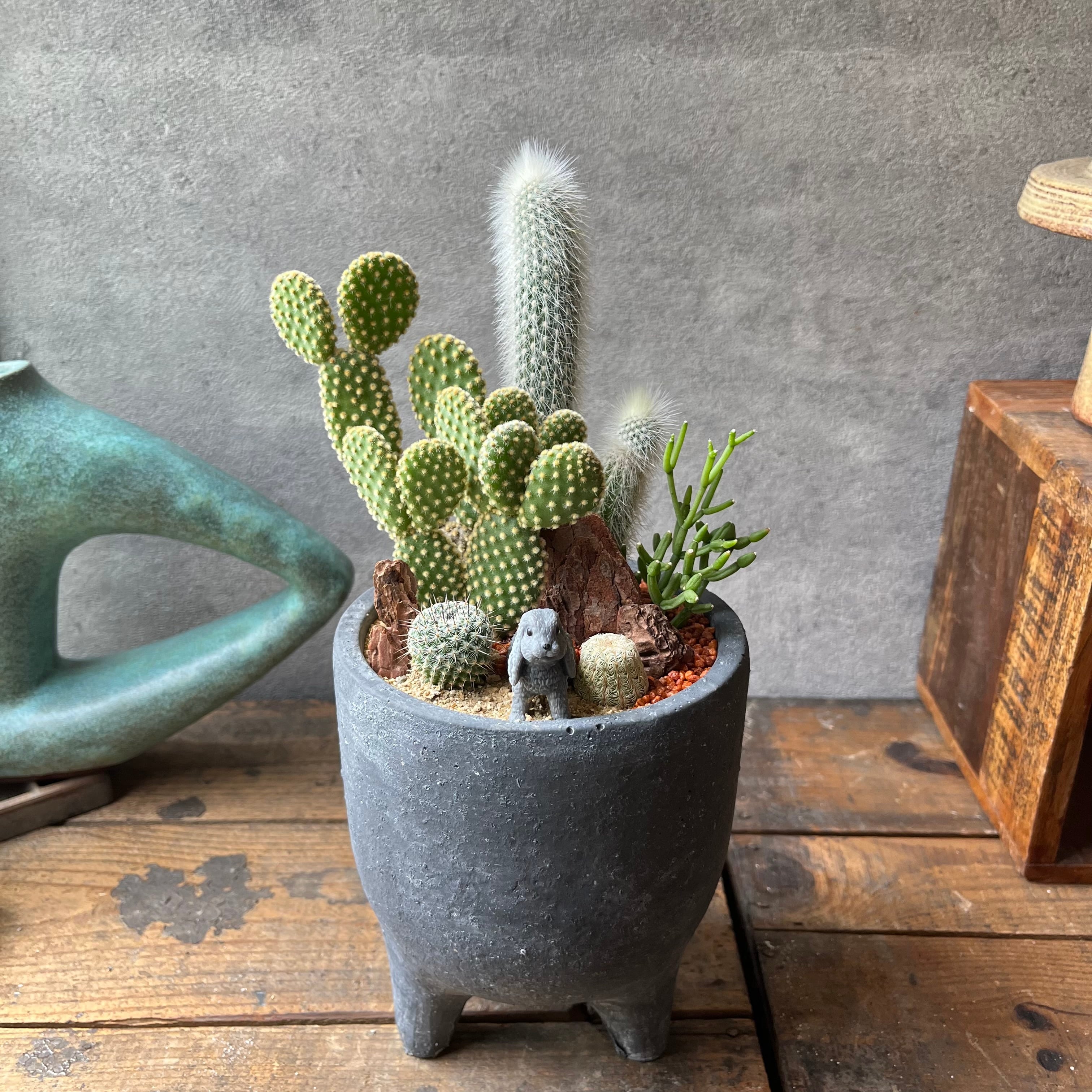 Lop eared rabbit ロップイヤーラビット | SABOTEN MISSILE