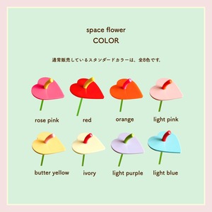 candy anthurium