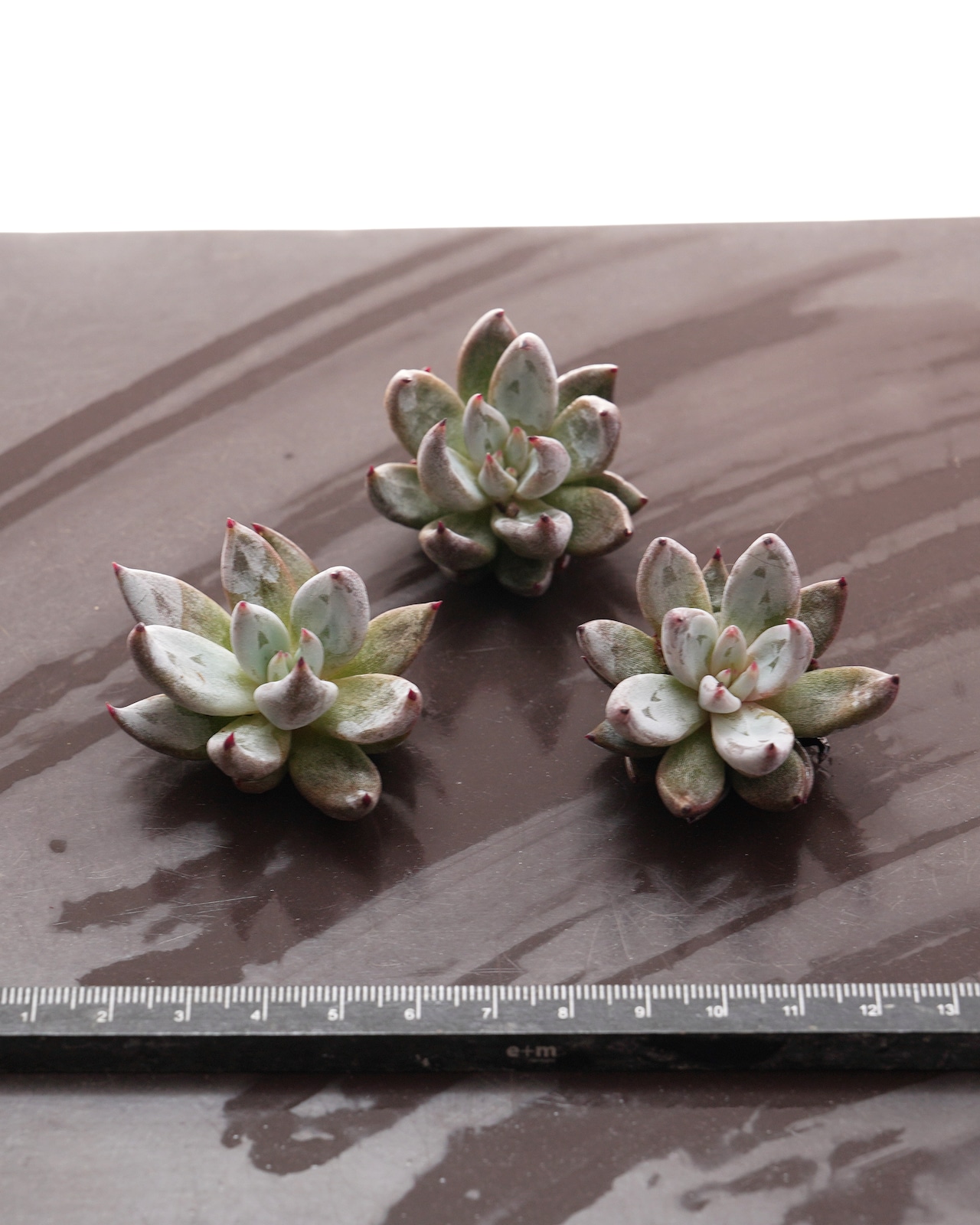 カット苗 アンギキュラータ ミニ株 Echeveria unguiculata
