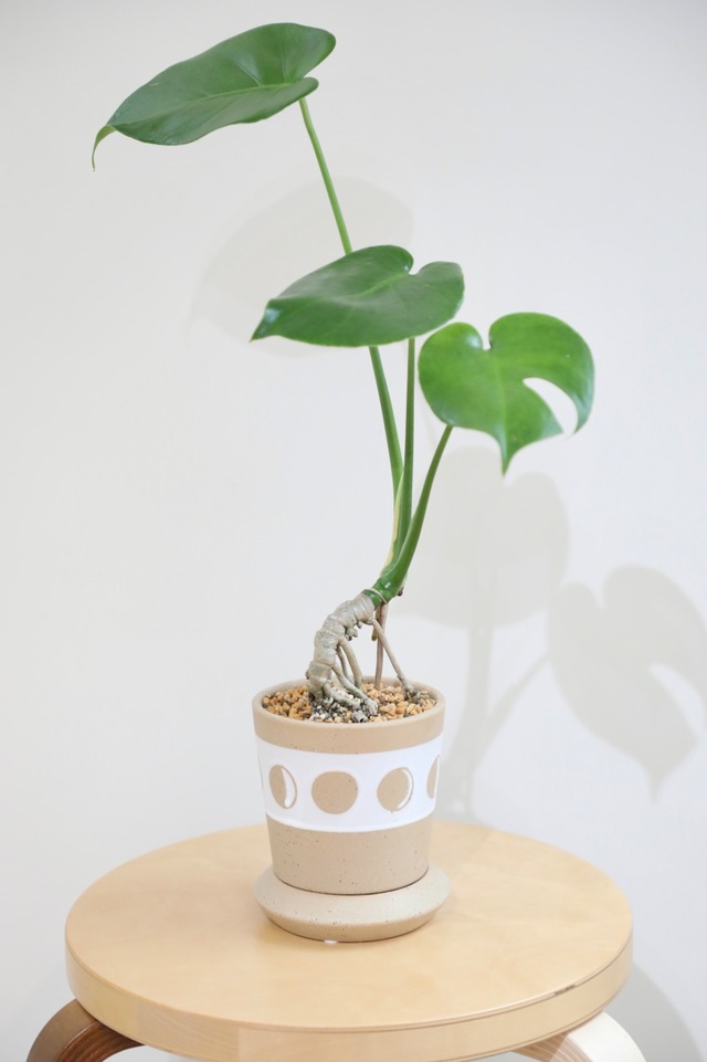 【M】モンステラ アダンソニー/Monstera adansonii　