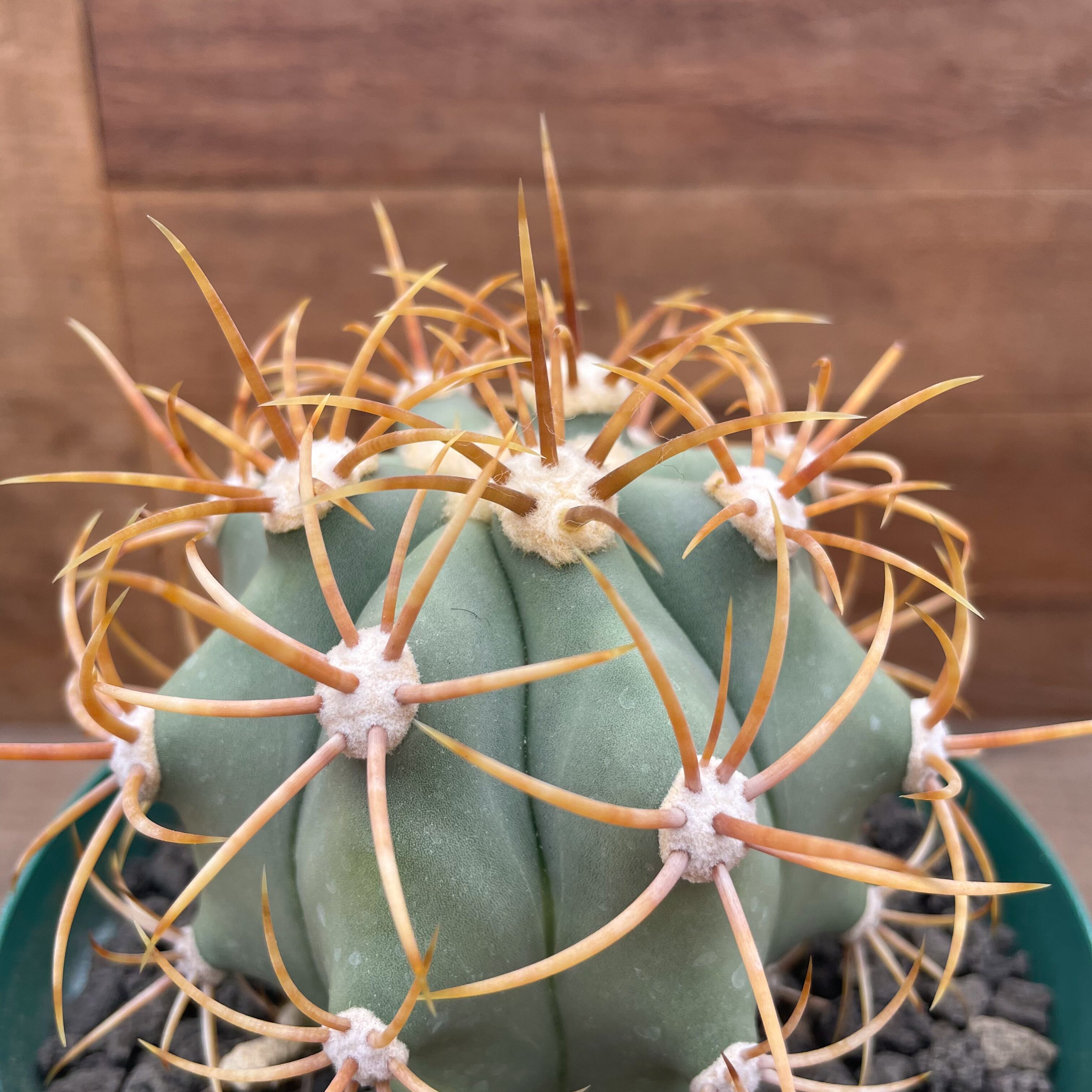 カルメン玉　フェロカクタス　金棘 Ferocactus diguetii var.carmenensis【フェロカクタス
