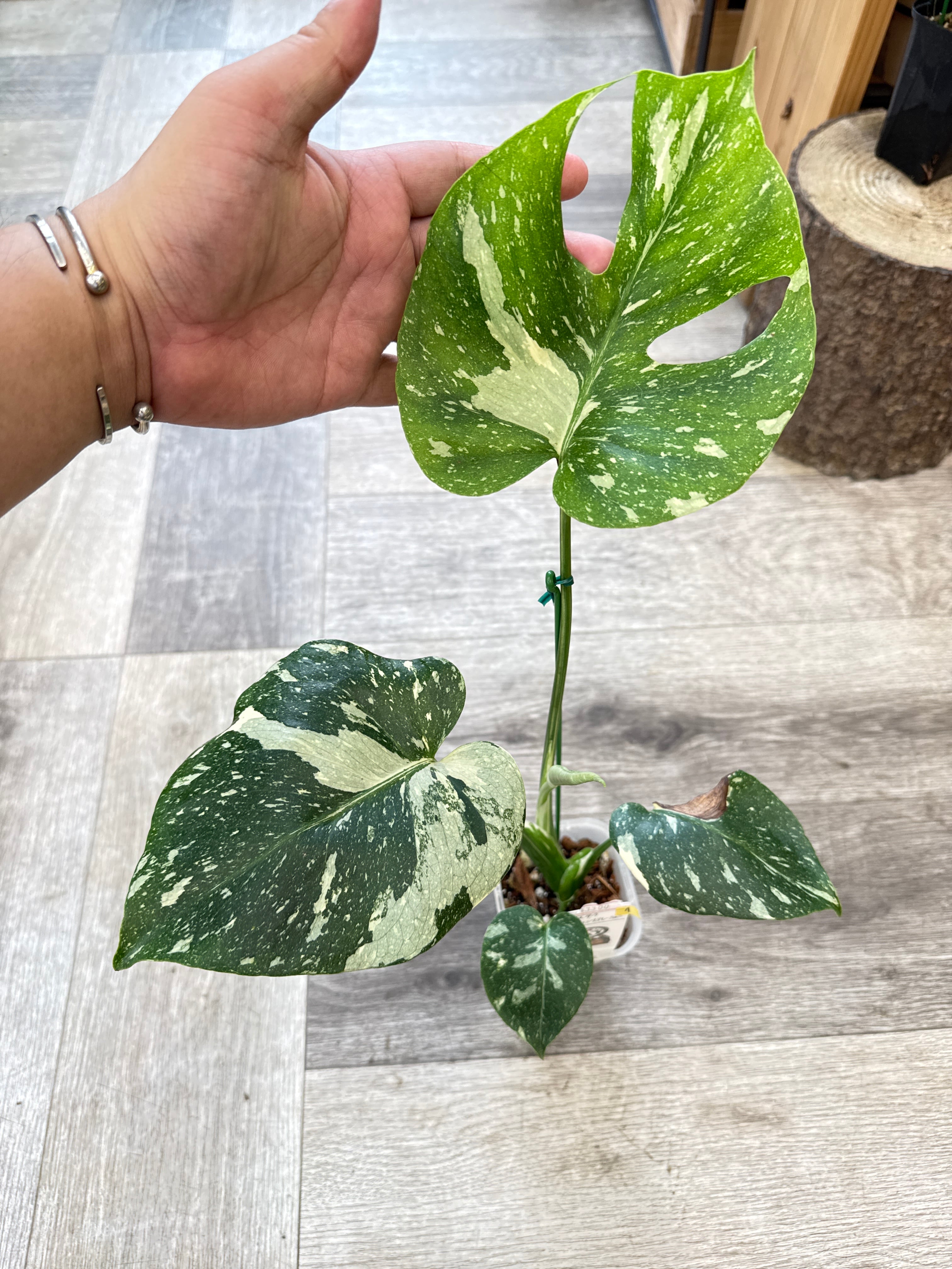 ① モンステラ タイコンステレーション | Gardenえん 【観葉熱帯植物】