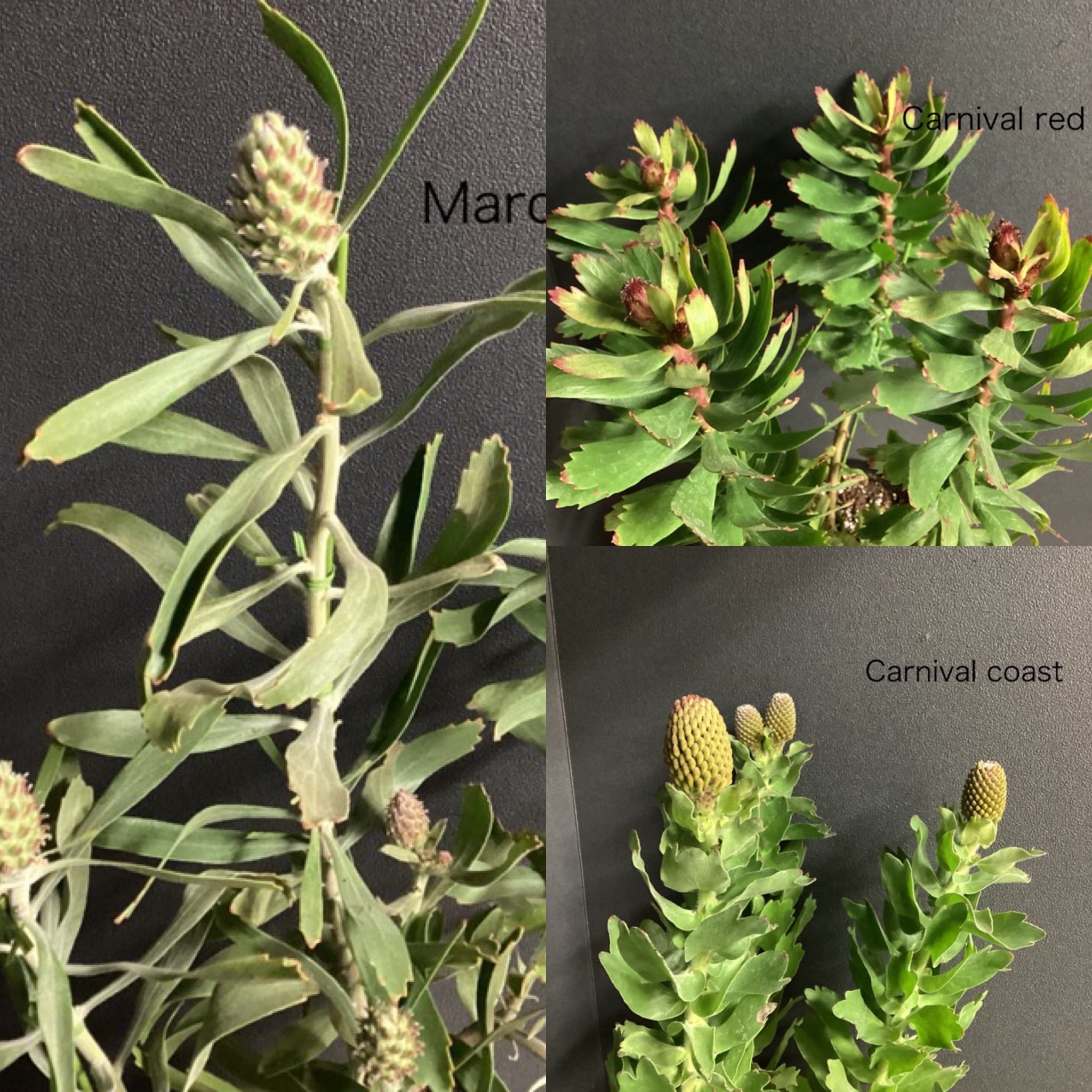 バンクシアコースト /175 【公式通販】