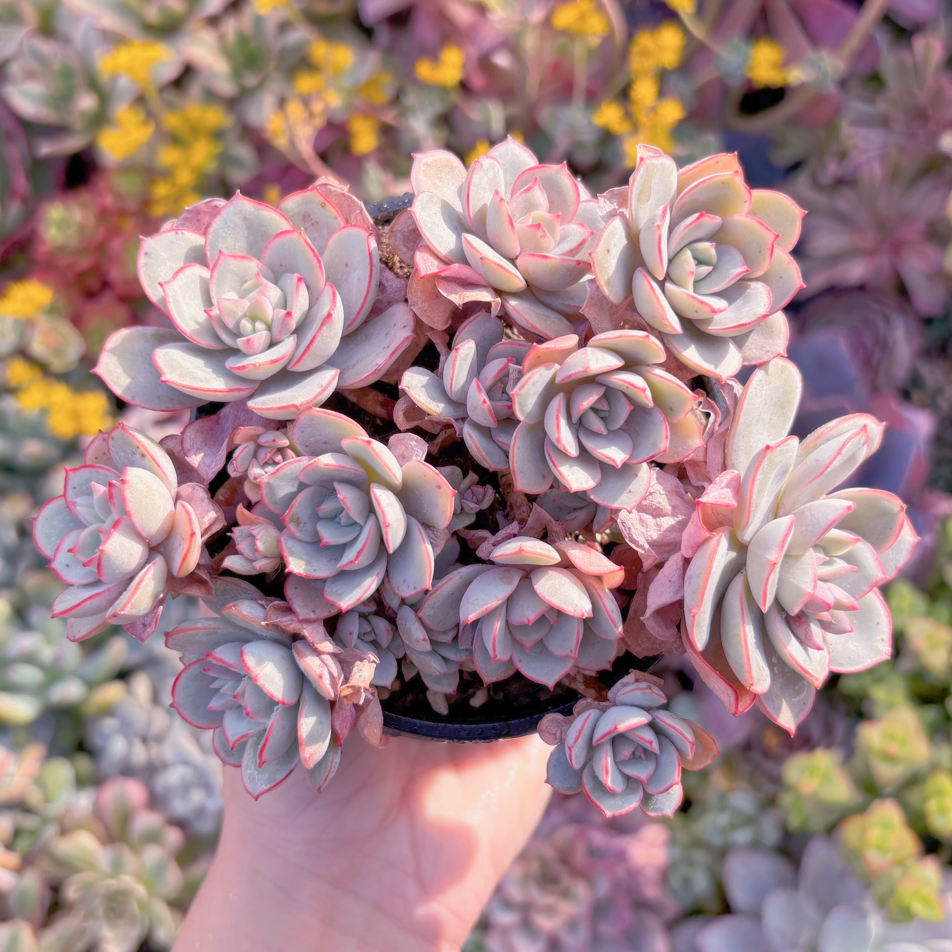 現品　ラウ026#765　新入荷　るる農園