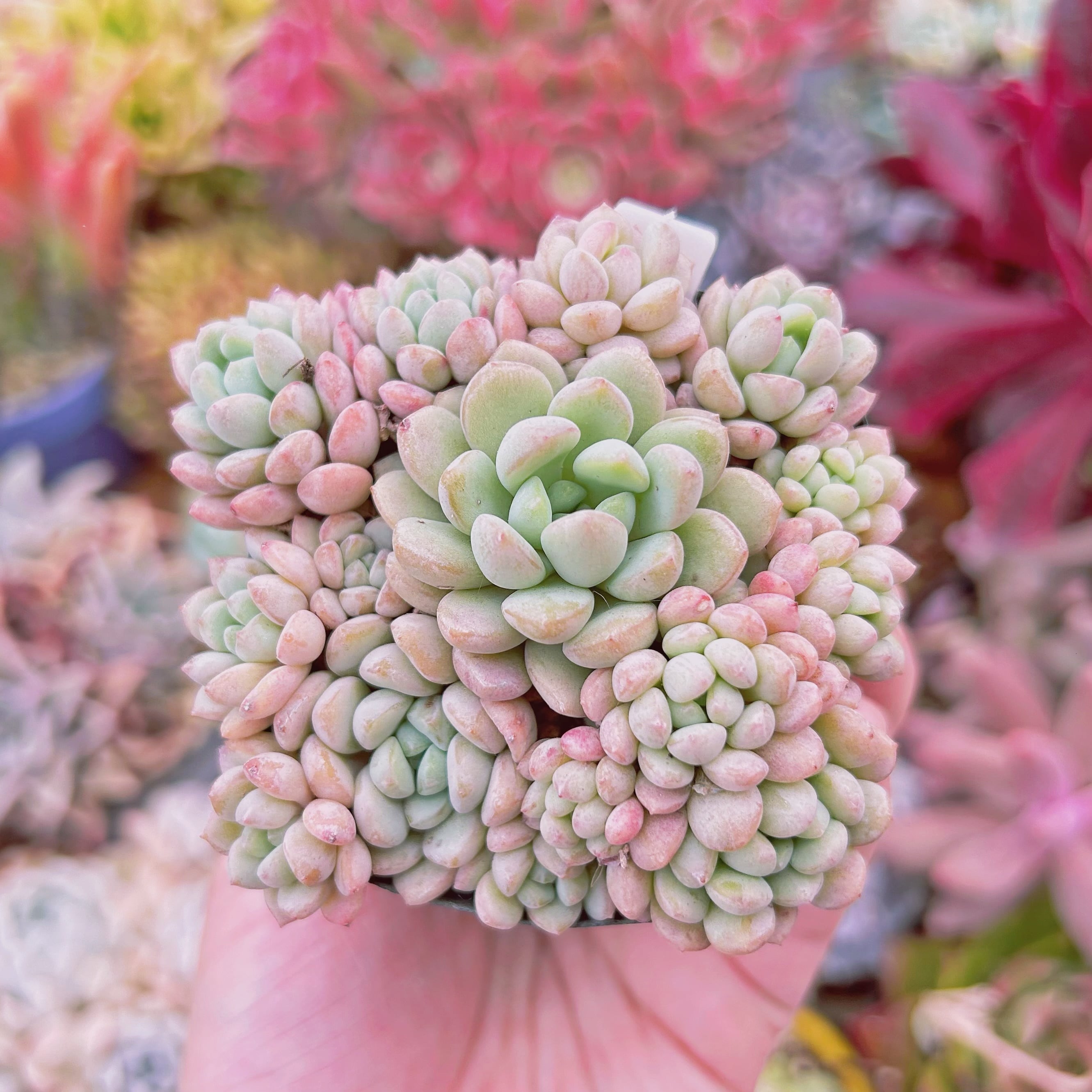 現物　多肉植物　萌豆　鉢のまま発送