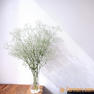 【7/7はカスミの日☆彡】　アルタイルに願いをこめて　カスミ草　10本