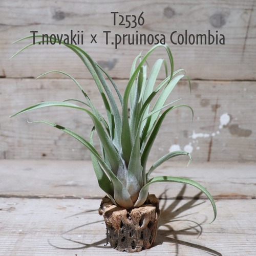 【送料無料】T.novakii × T.pruinosa Colombia〔エアプランツ〕現品発送T2536