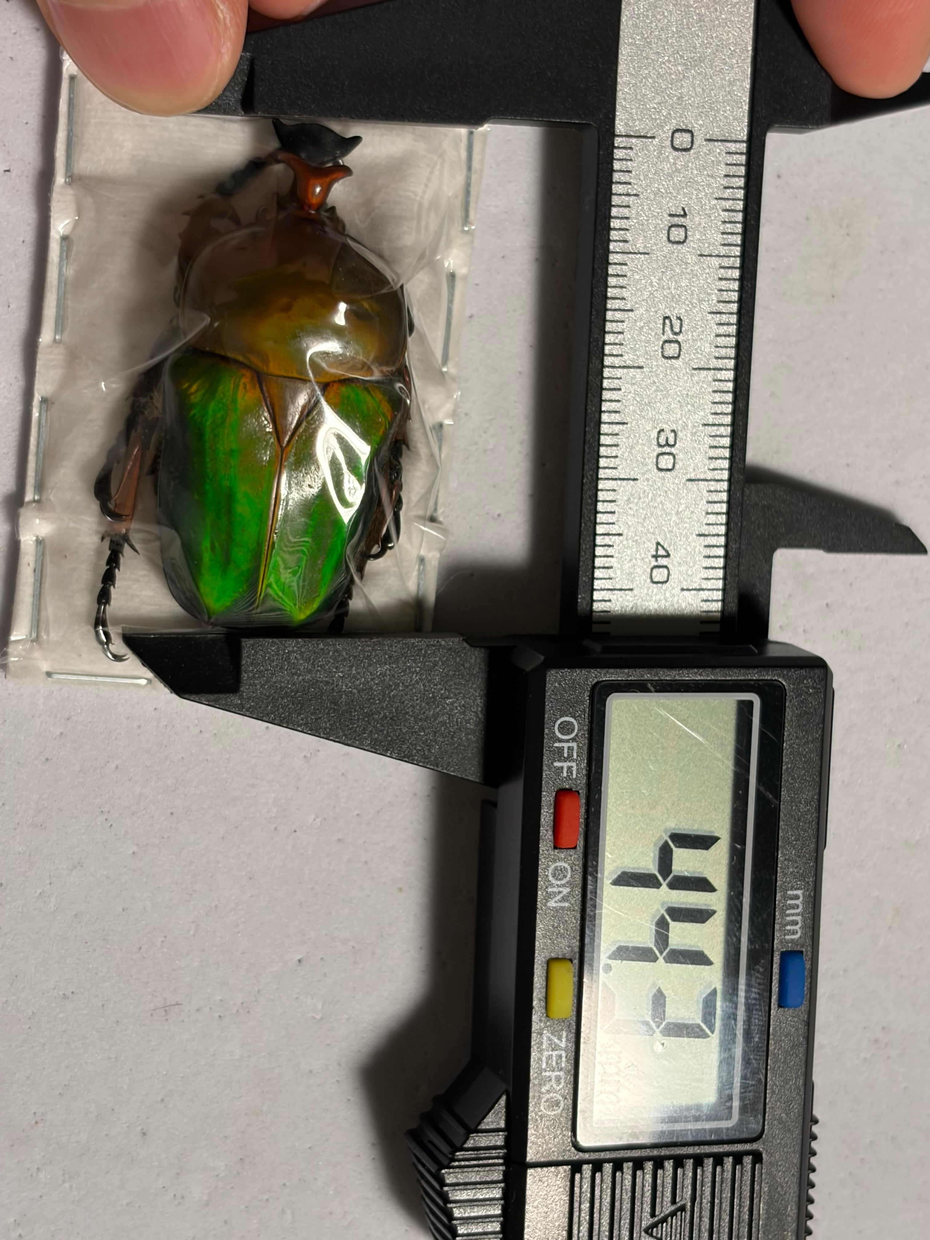 44mm】太いサスマタカナブン 標本 ニジイロクワガタウグイスコガネ
