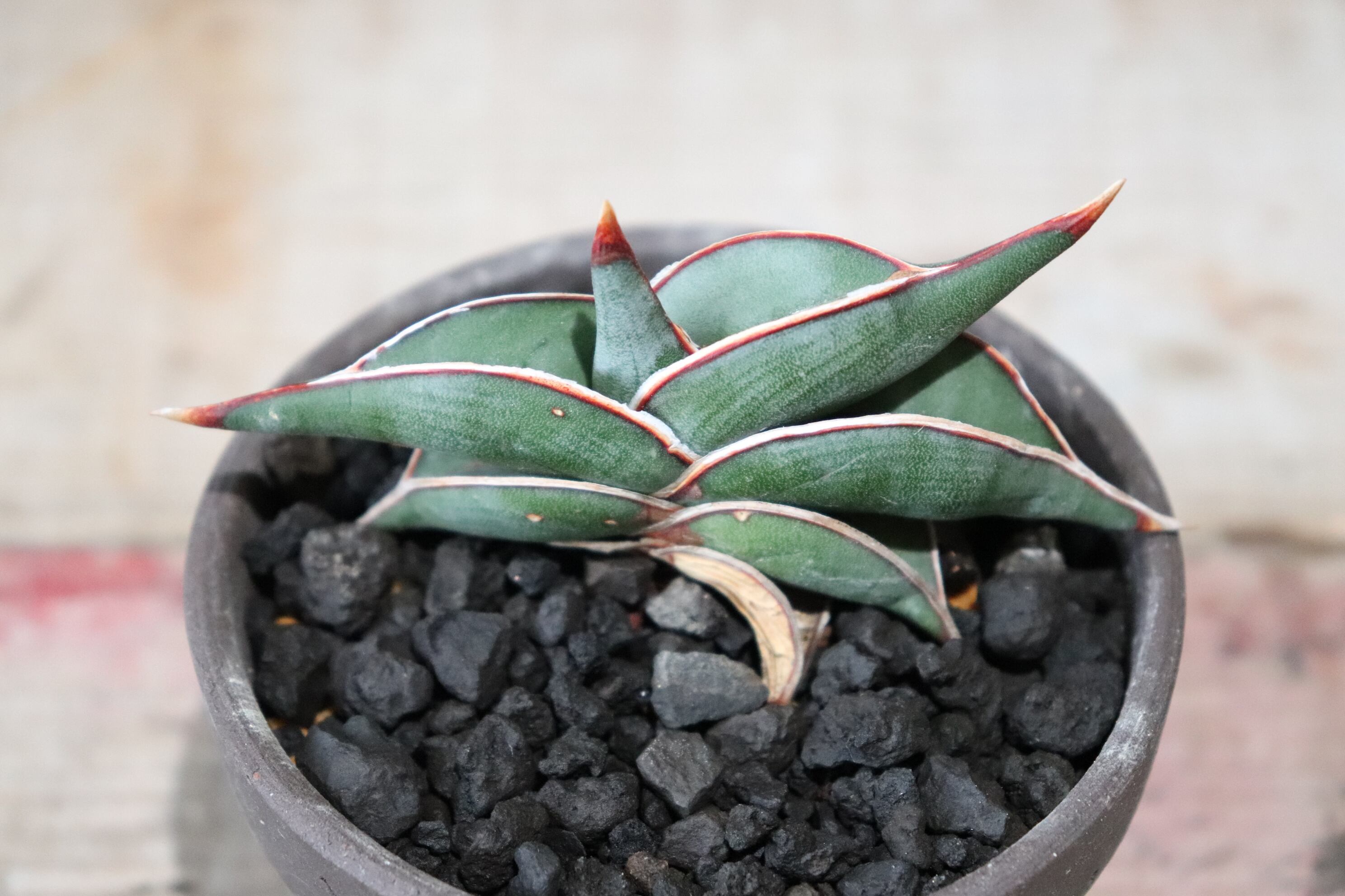 Sansevieria Rorida ＊Lav23319＊サンスベリアロリダ＊ パ*ラ様