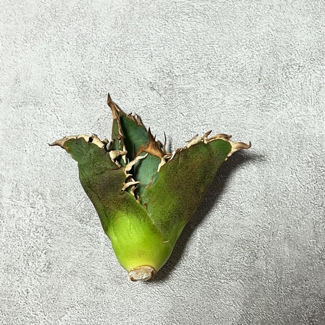 【1月19日21:00販売】agave titanota 白豪刺 子株B