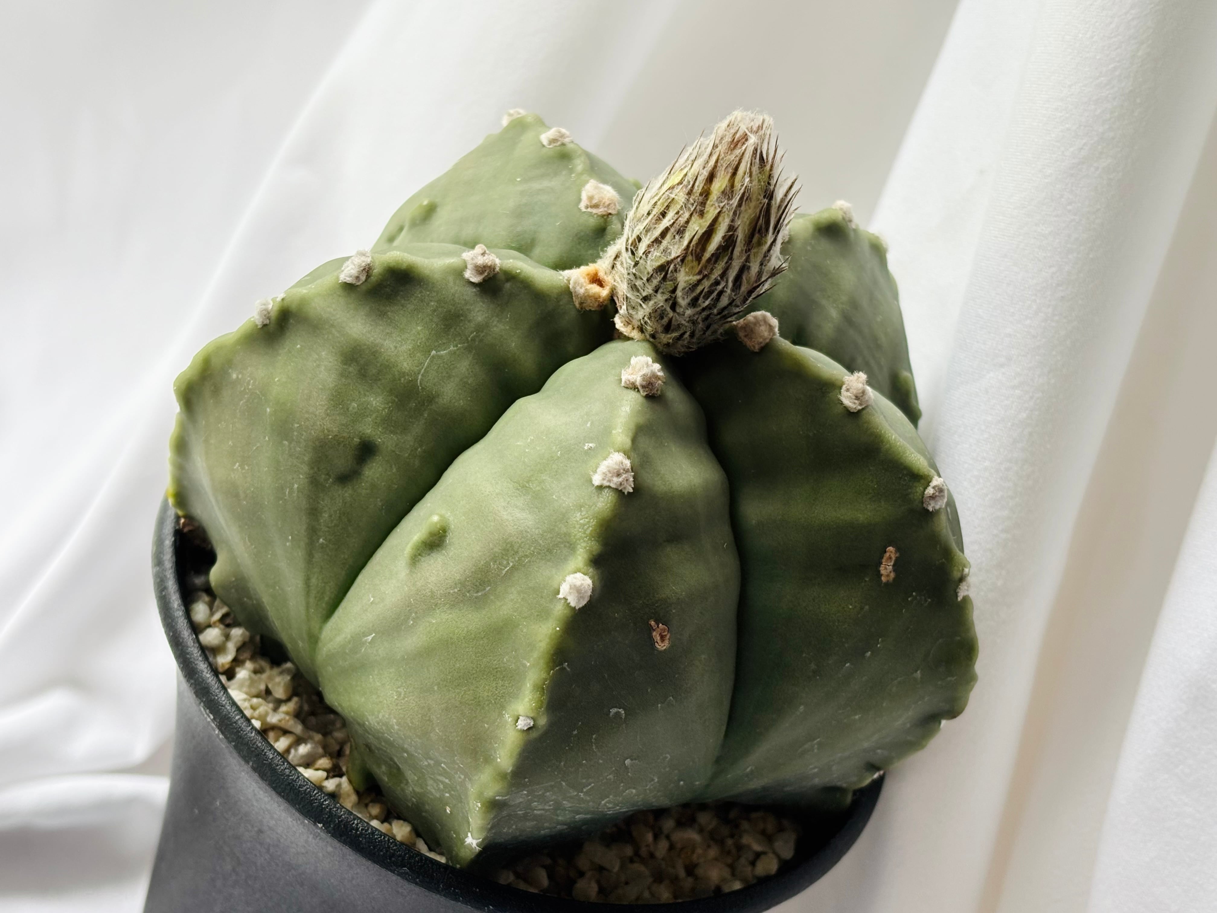 Astrophytum myriostigma アストロフィツム 大型ヘキラン 碧瑠璃鸞鳳玉