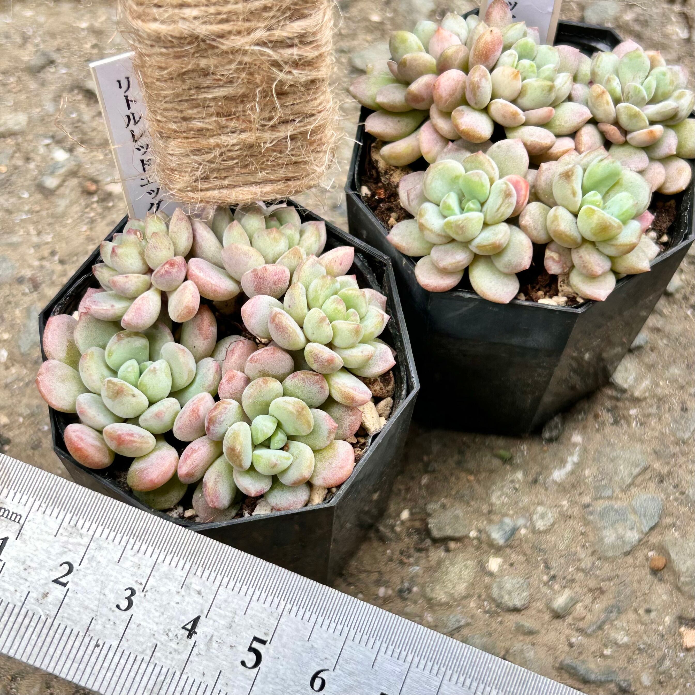 Top【選抜株】多肉植物　360116リトルレッドエッグ錦　10個　鉢無し/脱土 SALE】リトルレッドエッグ 大株群生 韓国苗 多肉植物 多肉植物