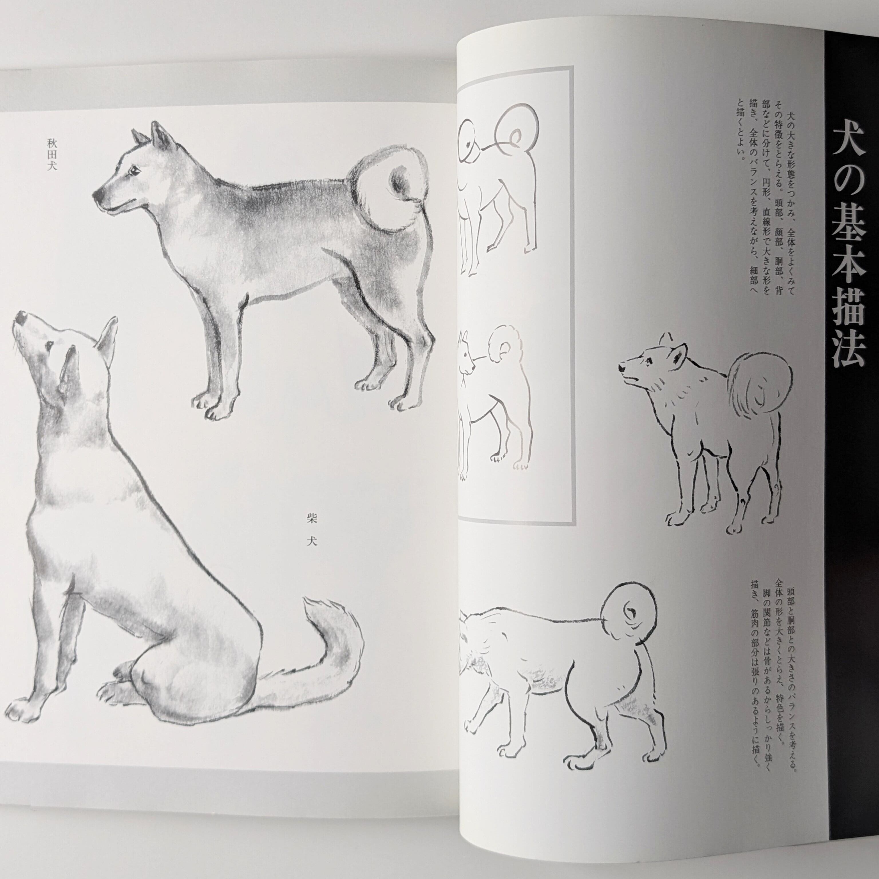 犬の描法 | イヌグラシ