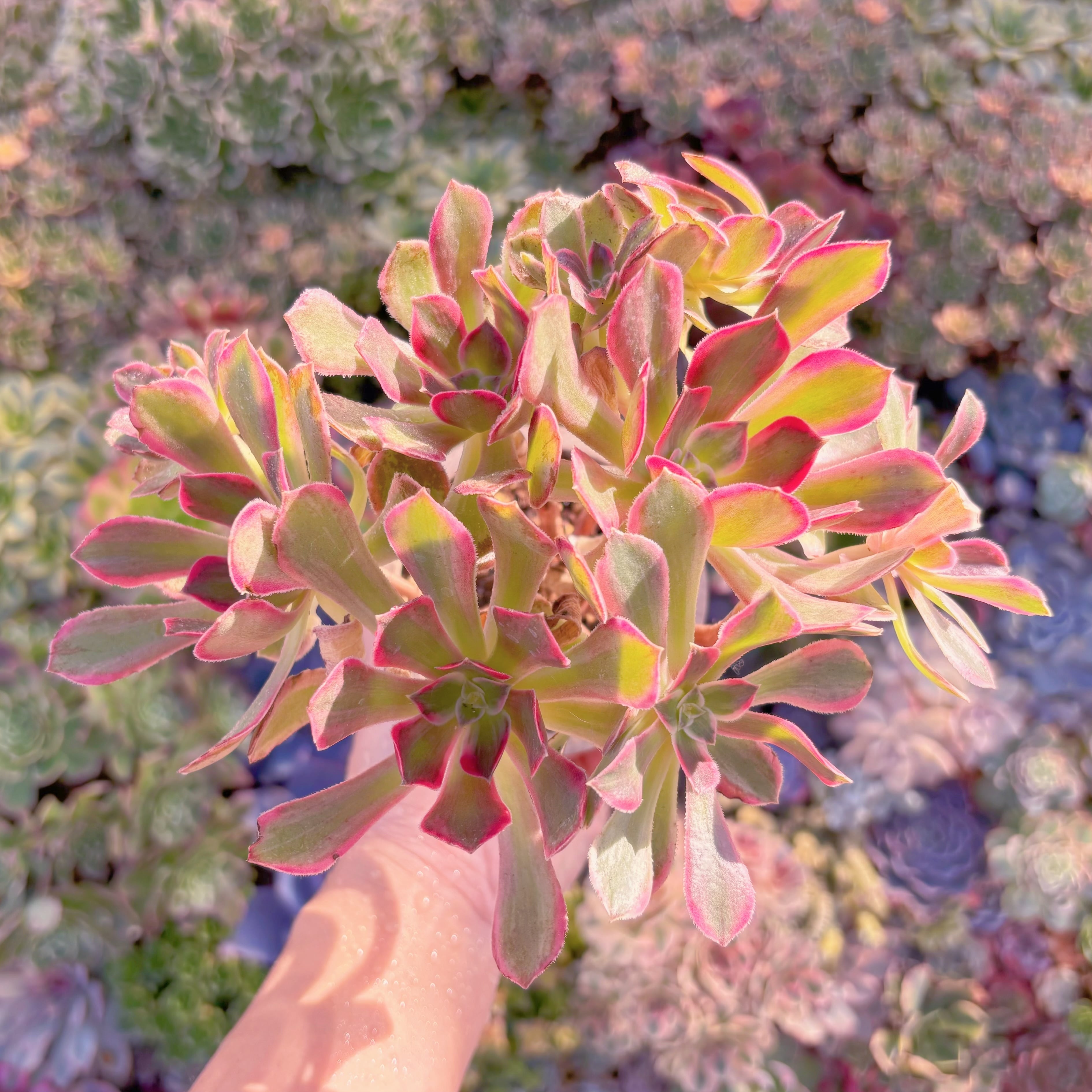 現品　新品種　浣沙錦#1008　群生　新入荷　るる農園