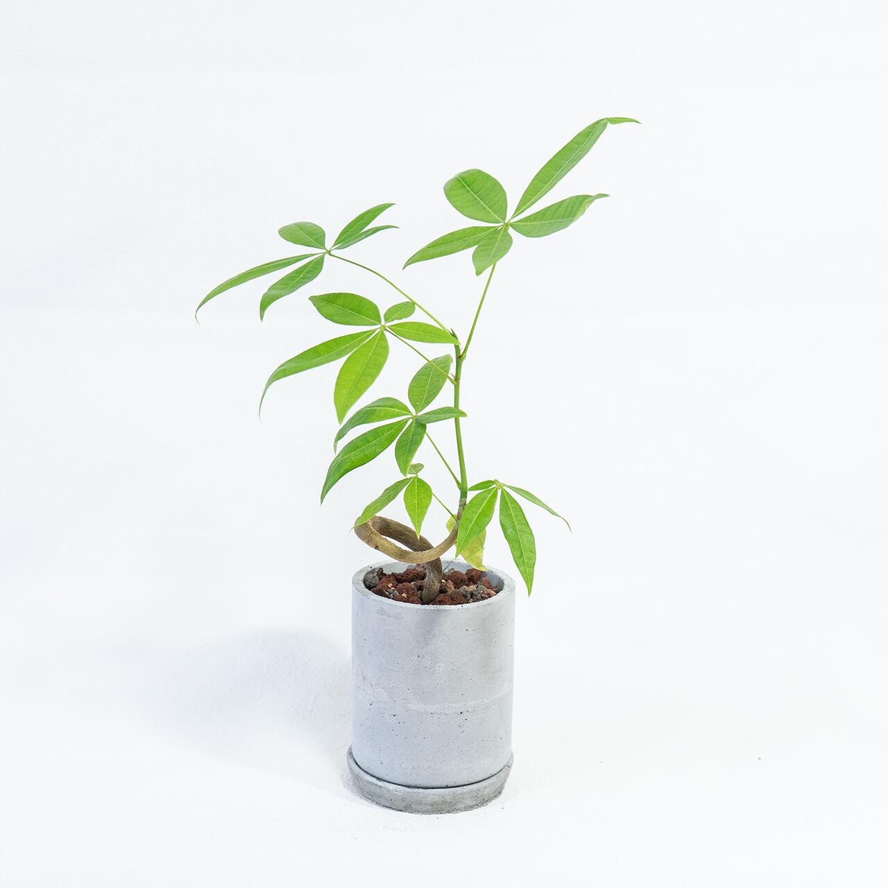 パキラ 個性ある曲がりの幹と艶やかな葉 癒しのインテリアグリーン お部屋を彩る一点物の鉢植え