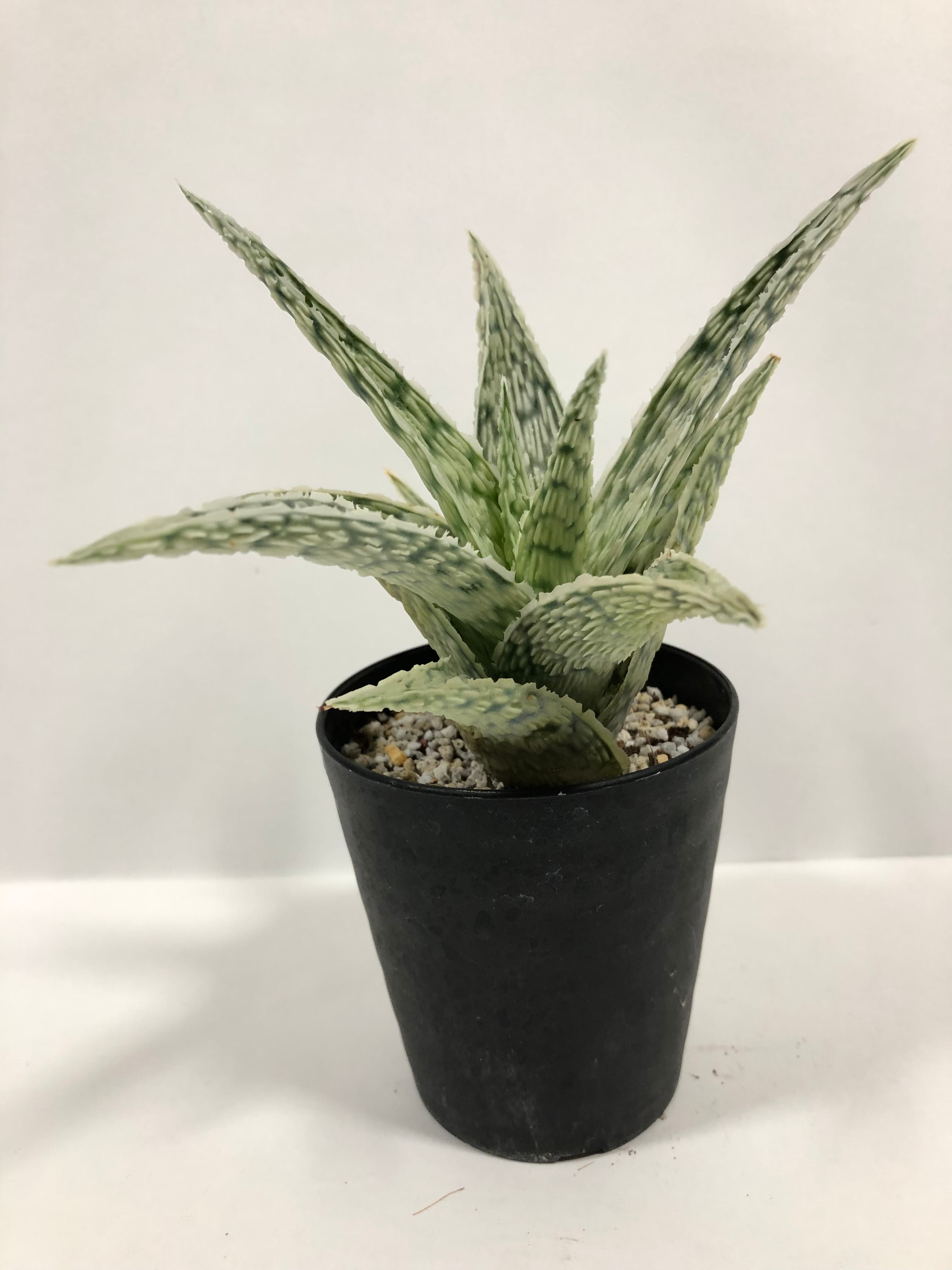 Aloe rauhii Super White Wing アロエ ラウヒー 珍品 ホワイト