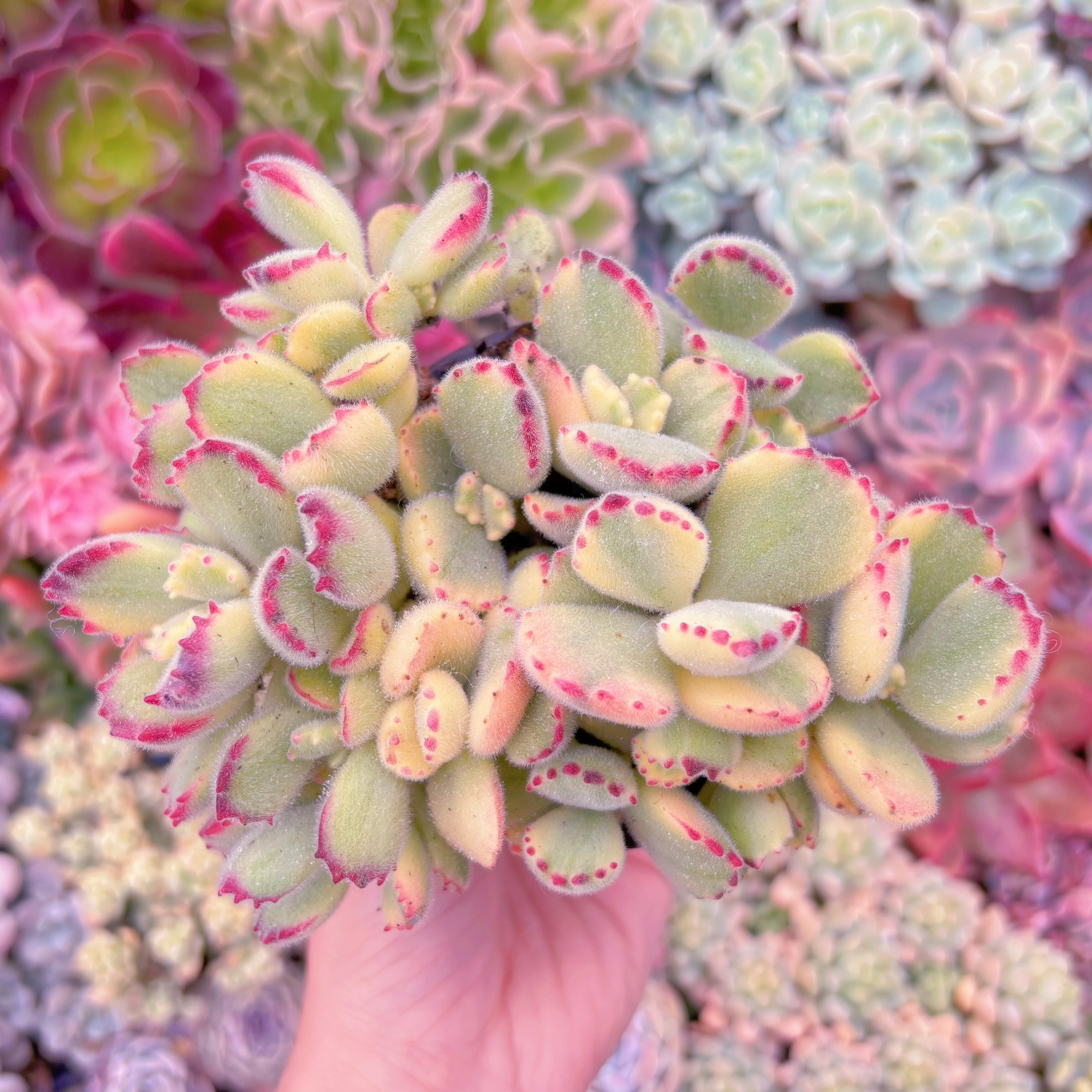 現品　白熊#A57　群生　るる農園